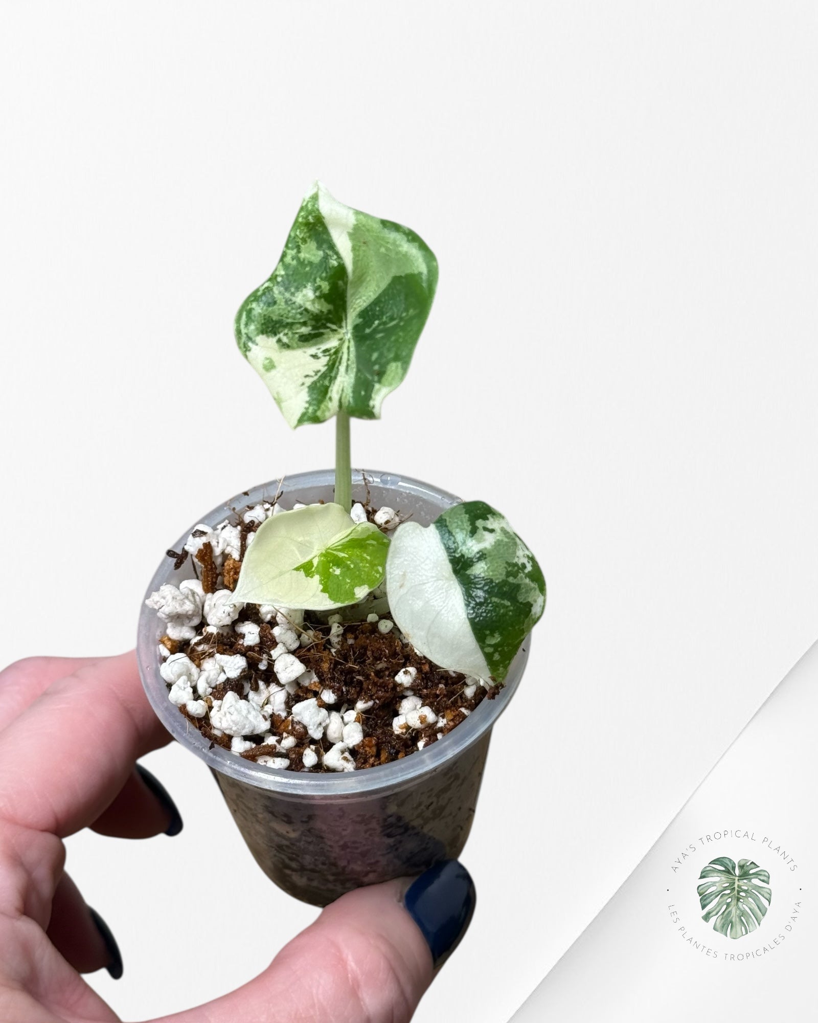 Alocasia Melo Variegated Albo| Rare TC Plant| Aya's Tropical Plants