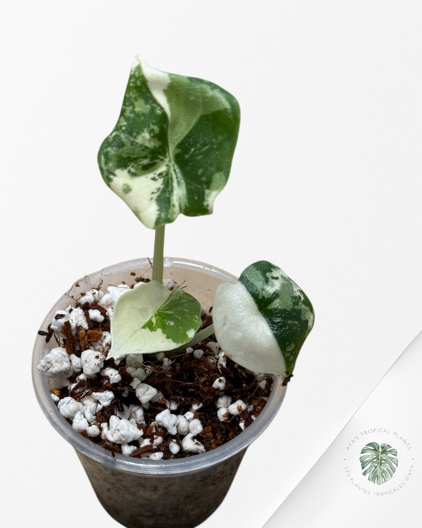 Alocasia Melo Variegated Albo| Rare TC Plant| Aya's Tropical Plants