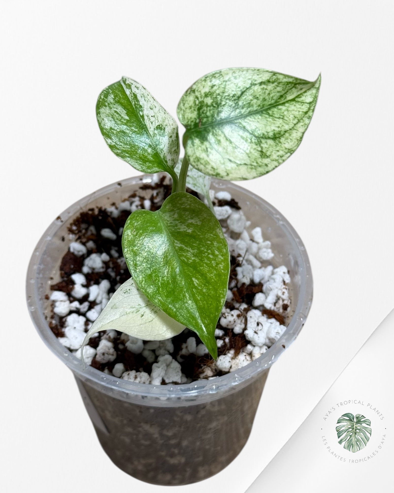 Monstera Mint| Rare TC Plant | Aya's Tropical Plants