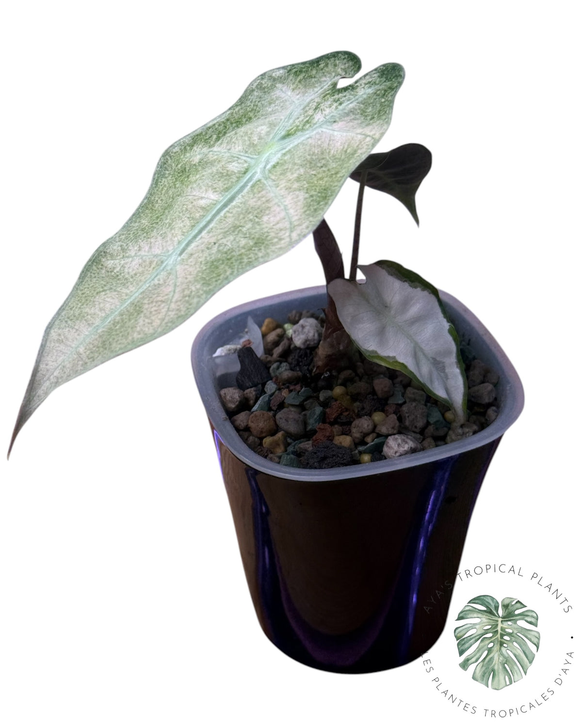 Alocasia Polly Lava Variégata
