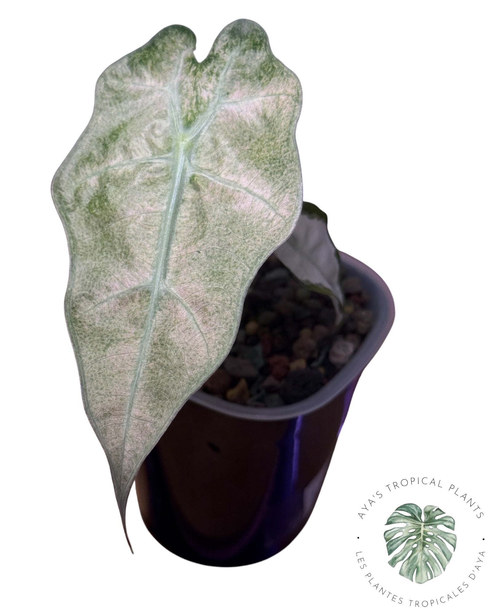Alocasia Polly Lava Variégata