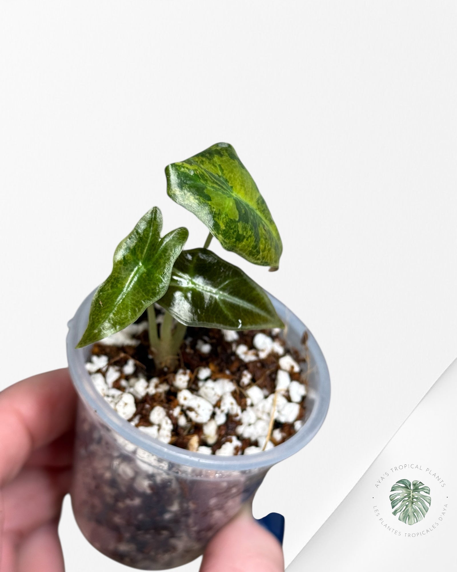 Alocasia Nobilis Variegated Aurea| Rare TC Plant| Aya's Tropical Plants