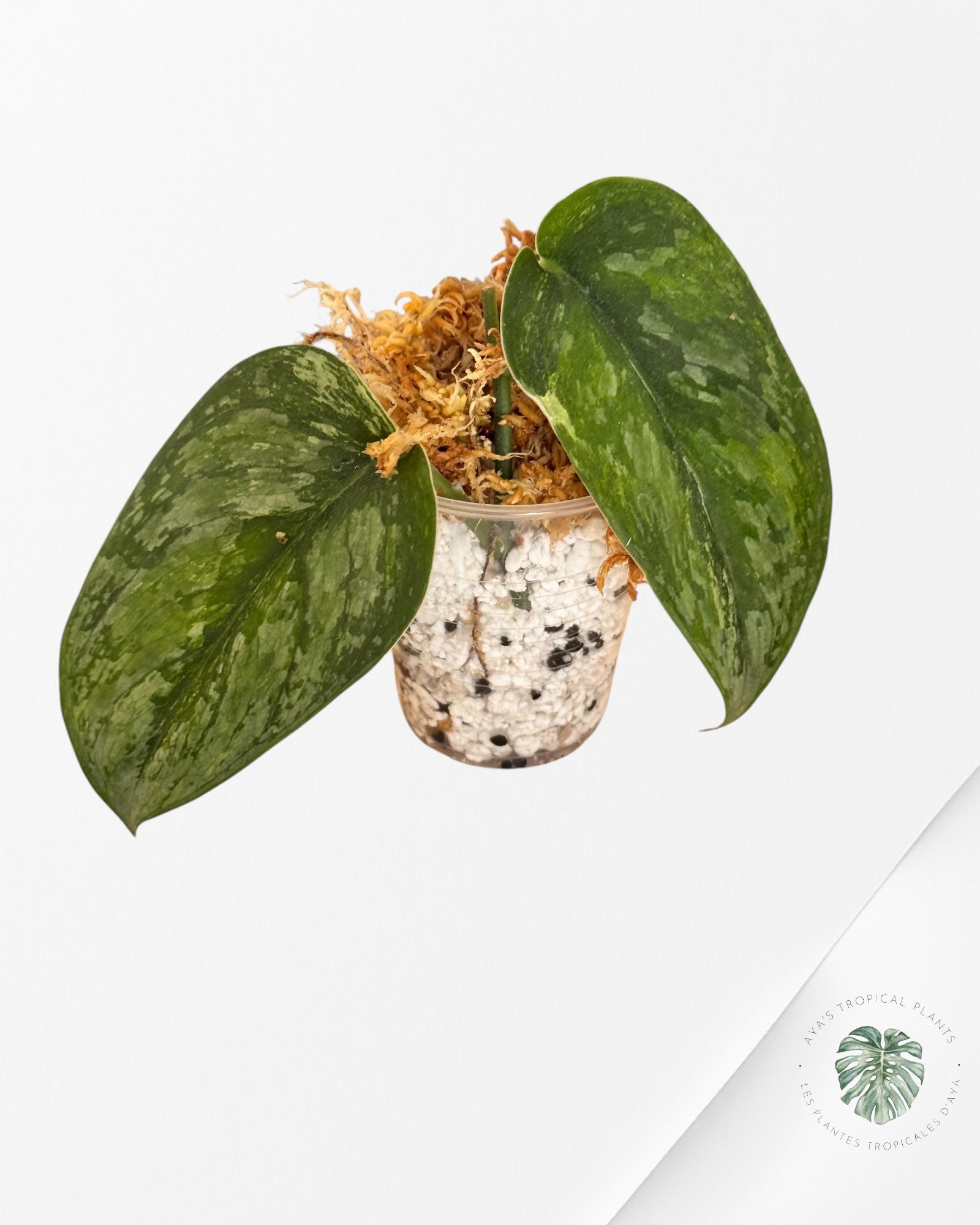 Hoya Villosa Cao Dang