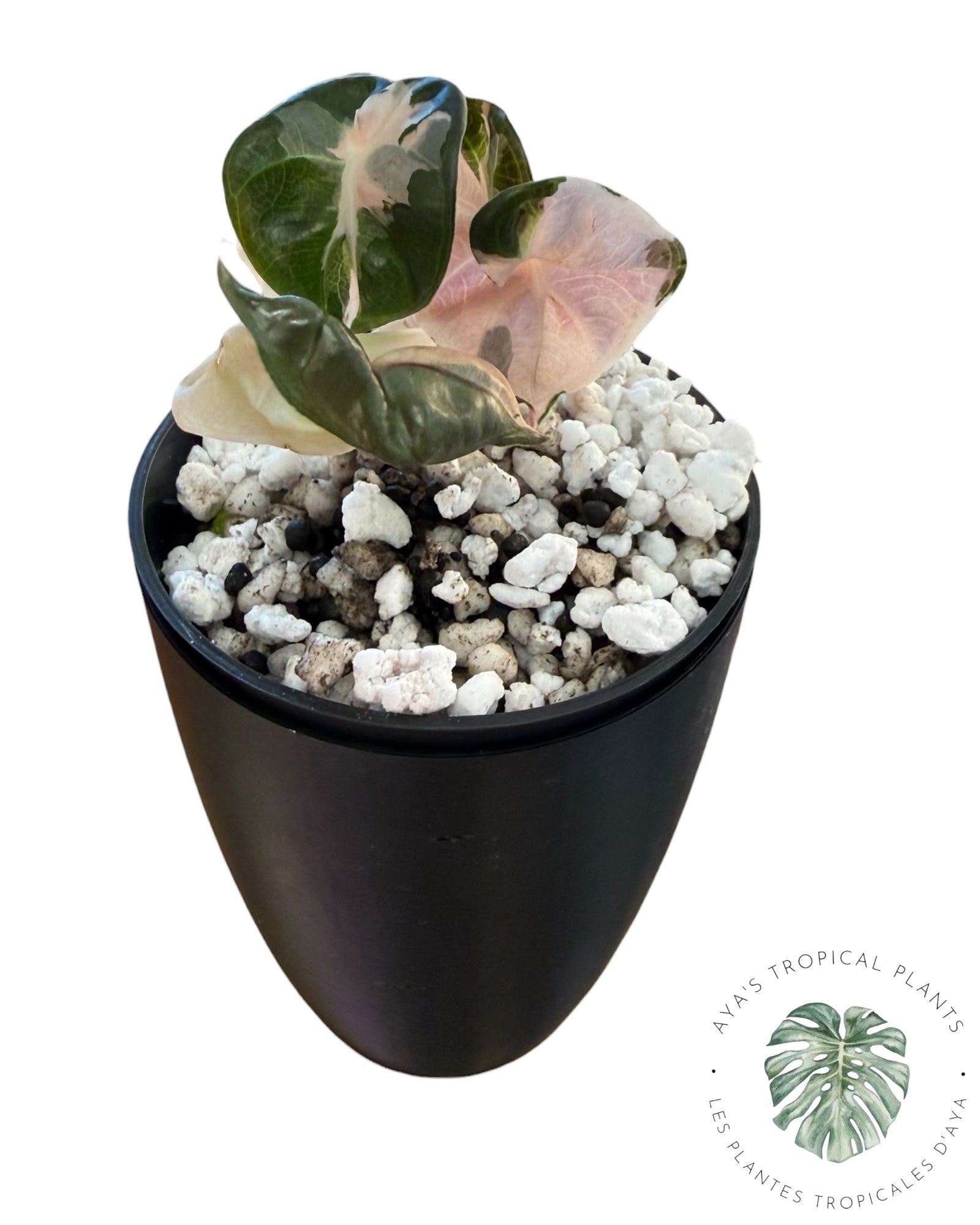 Alocasia Heart Balloon Pink variegated