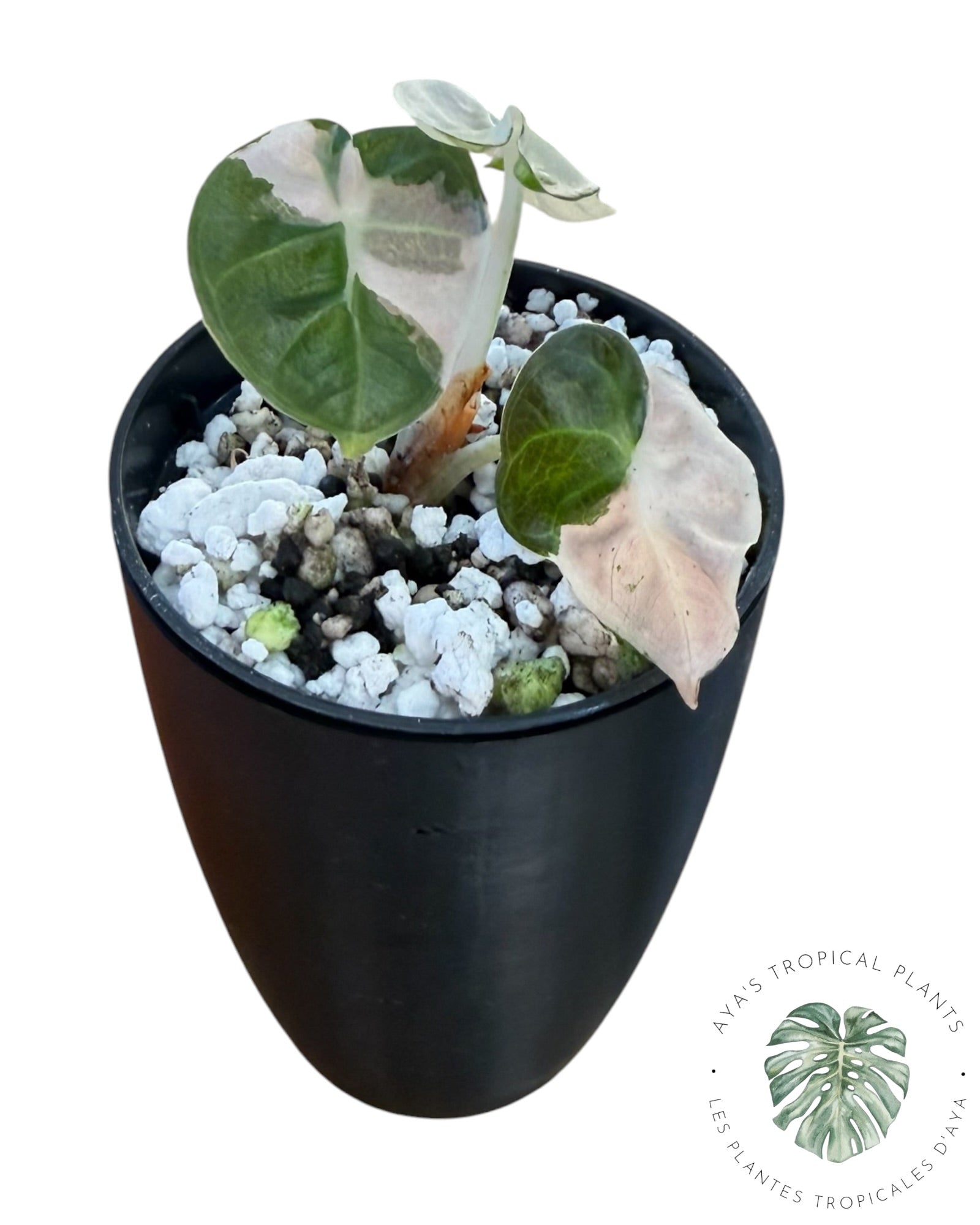 Alocasia Heart Balloon Pink variegated