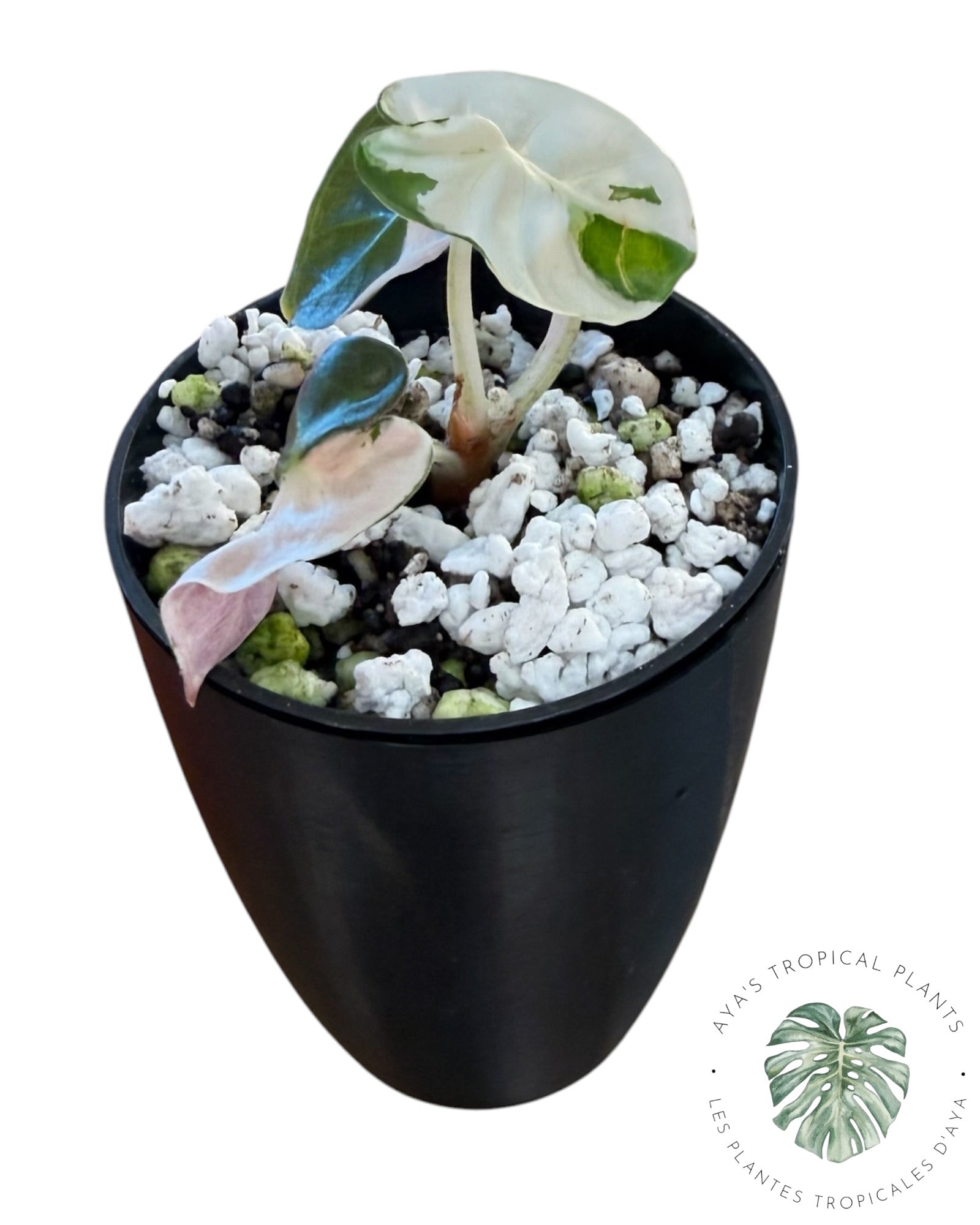 Alocasia Heart Balloon Pink variegated