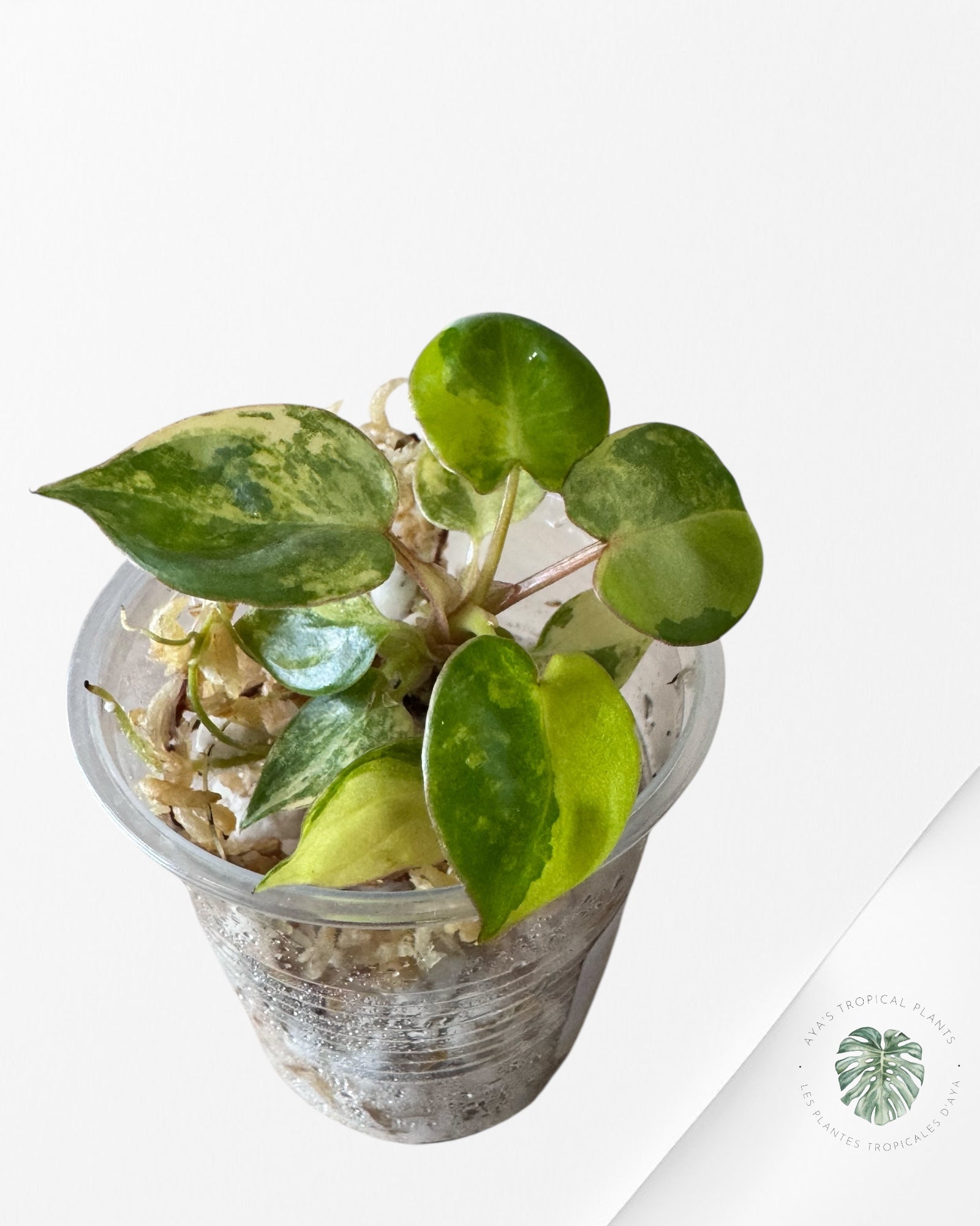 Philodendron Billietiae panaché - TC4