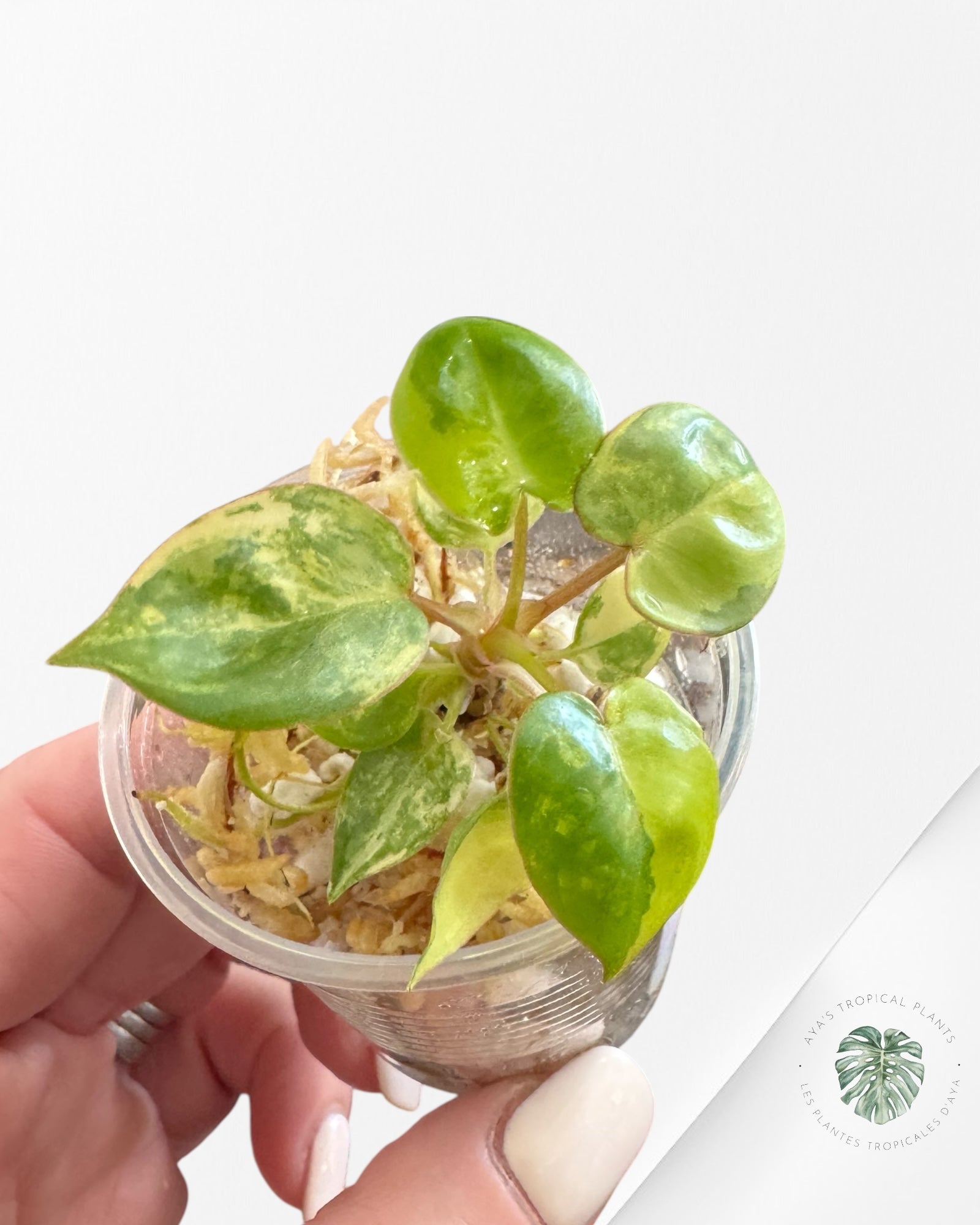 Philodendron Billietiae panaché - TC4