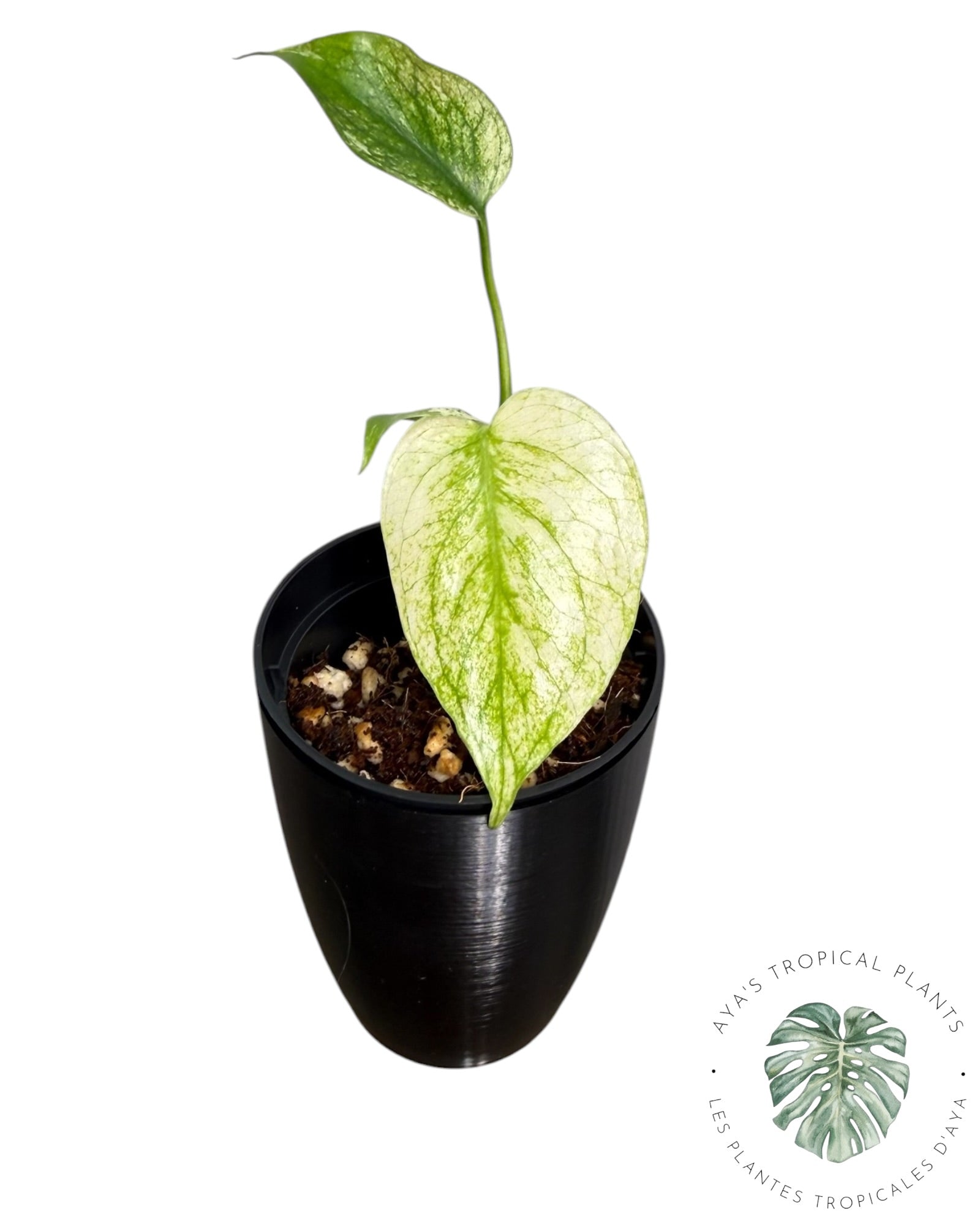 Monstera White Monster