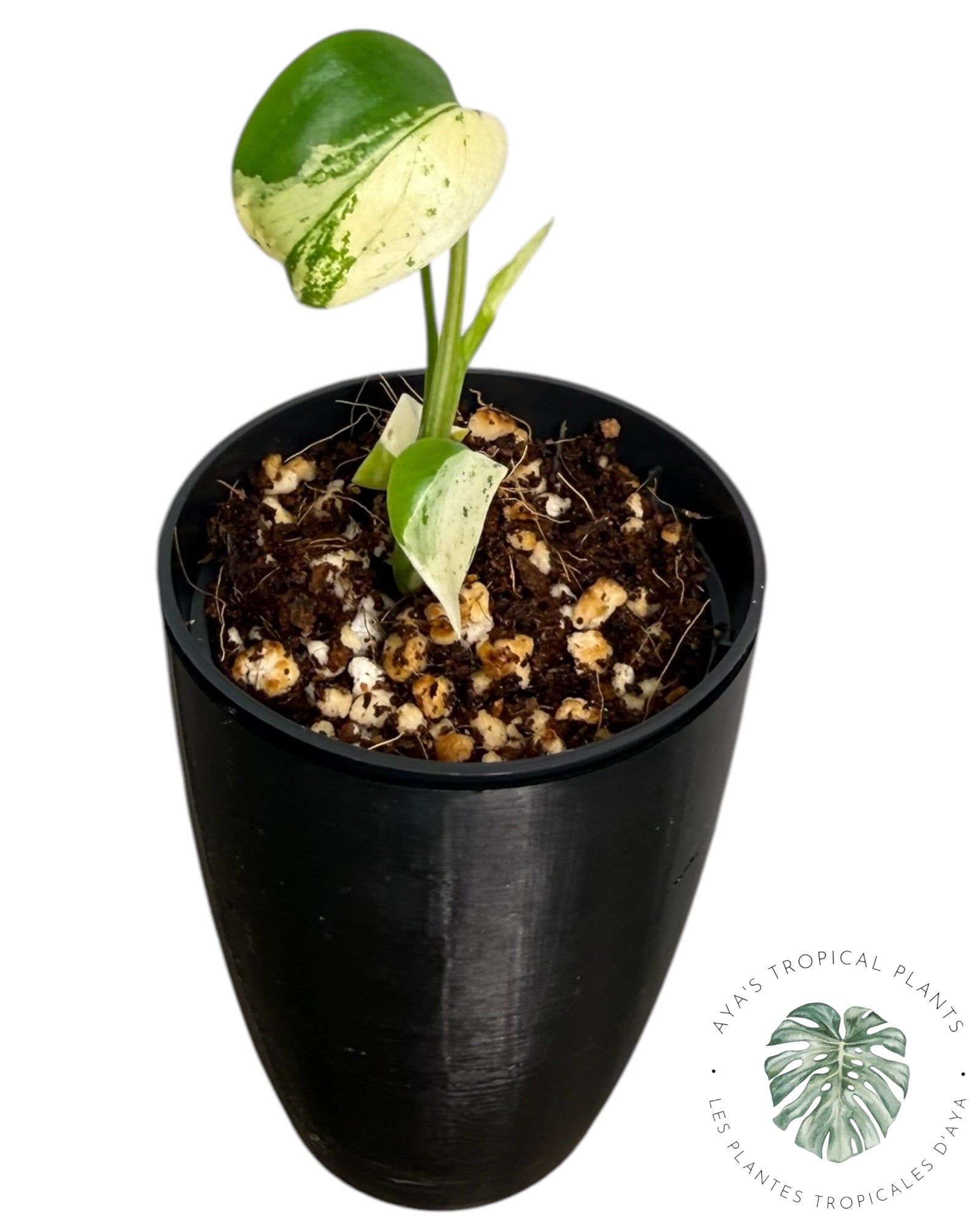 Monstera Monstre Blanc
