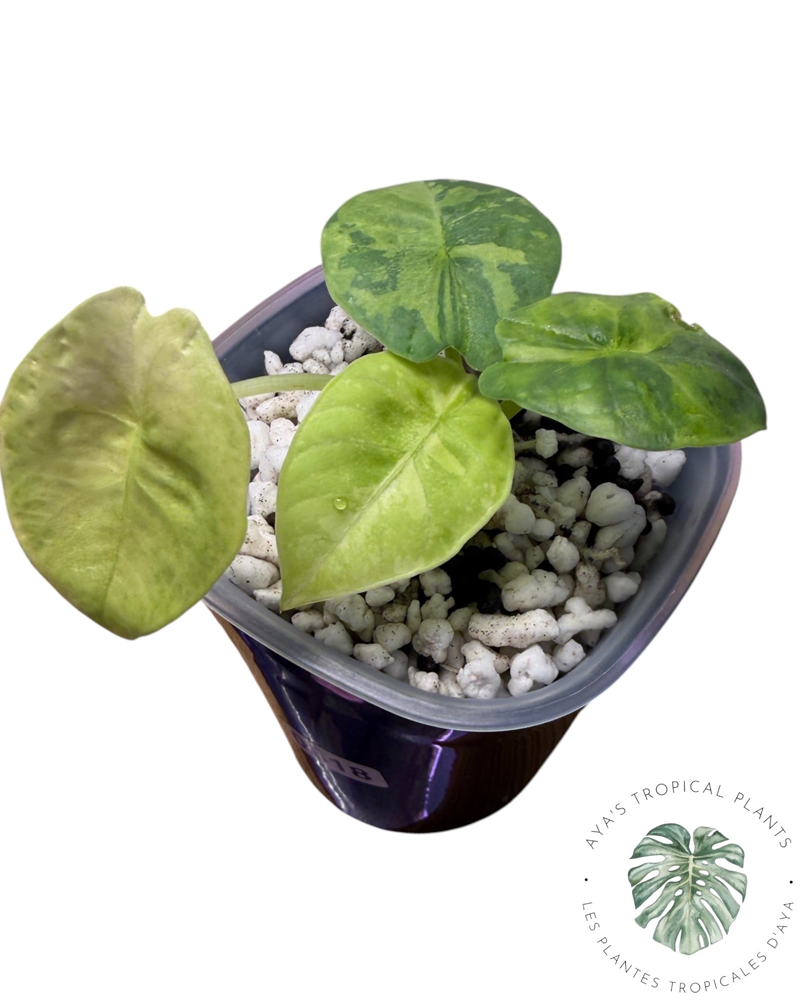 Alocasia Reginae Aurea