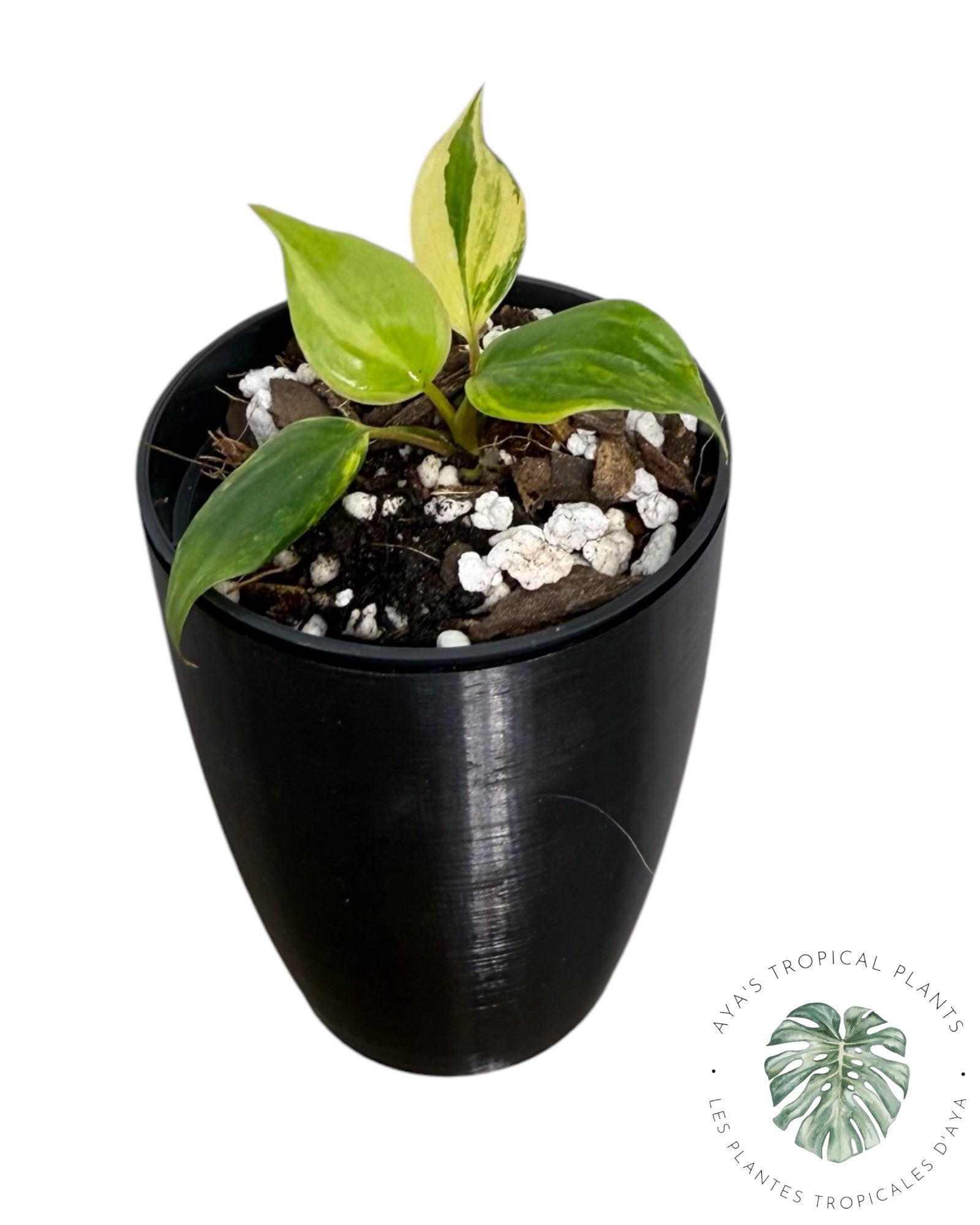 Philodendron Micans Variegated ( Grade A)