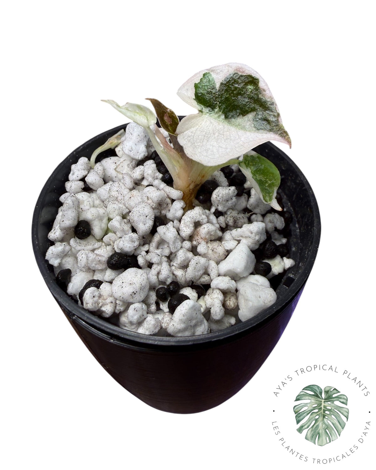 Alocasia Cuprea Pink Albo Panaché