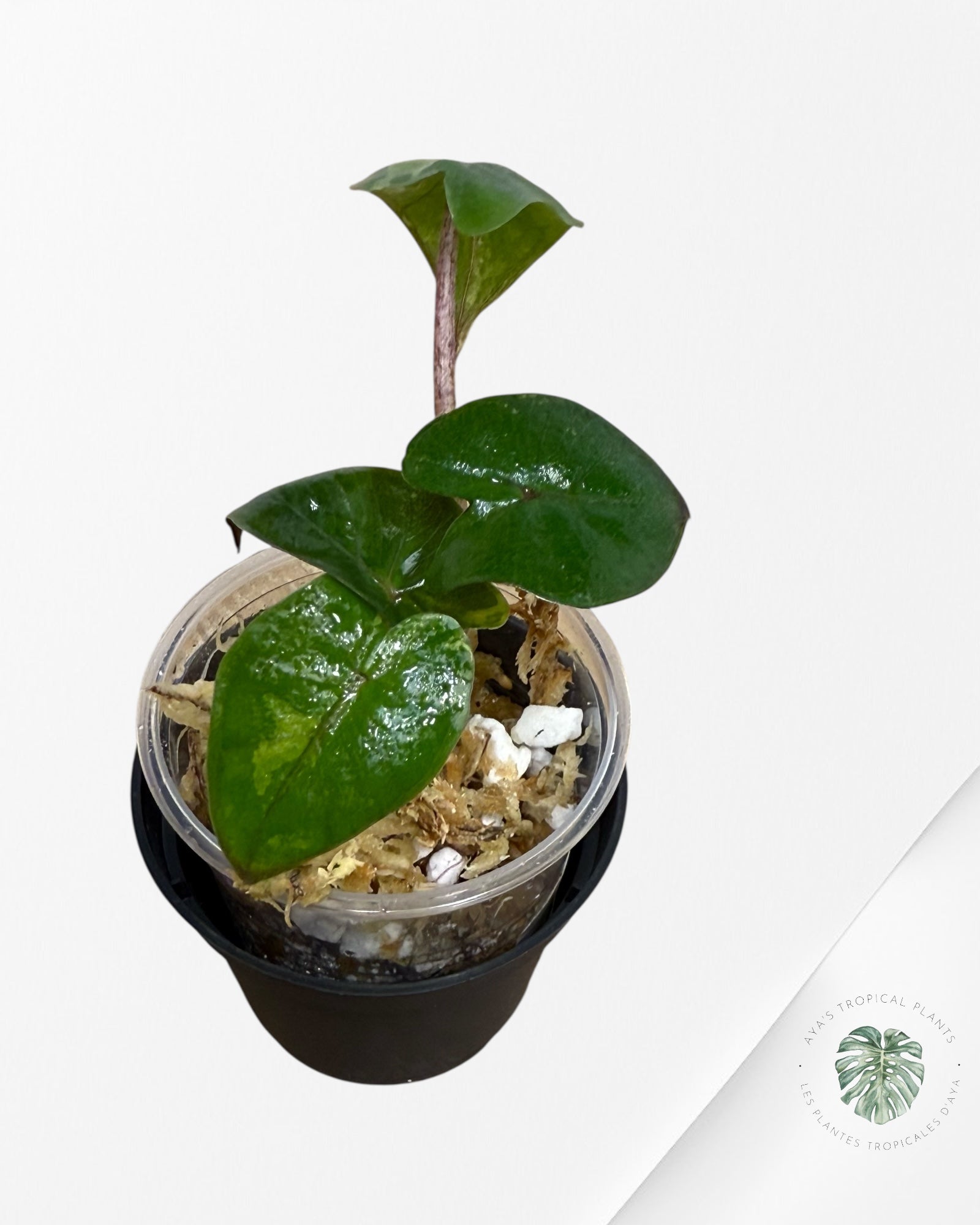 Alocasia Yucatan Princess Variegated- 35