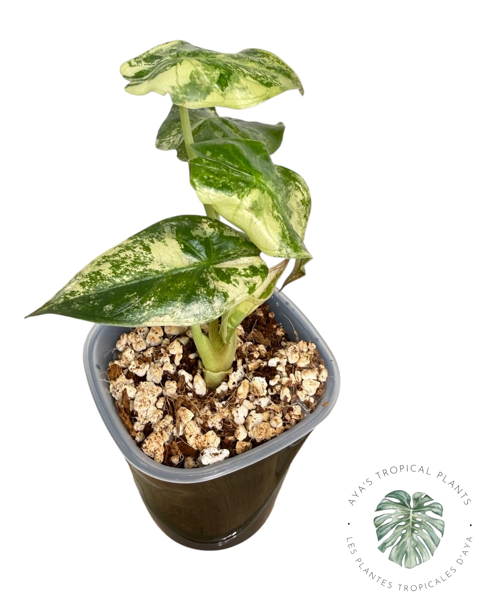 Alocasia Wentii Albo Pink Variegated