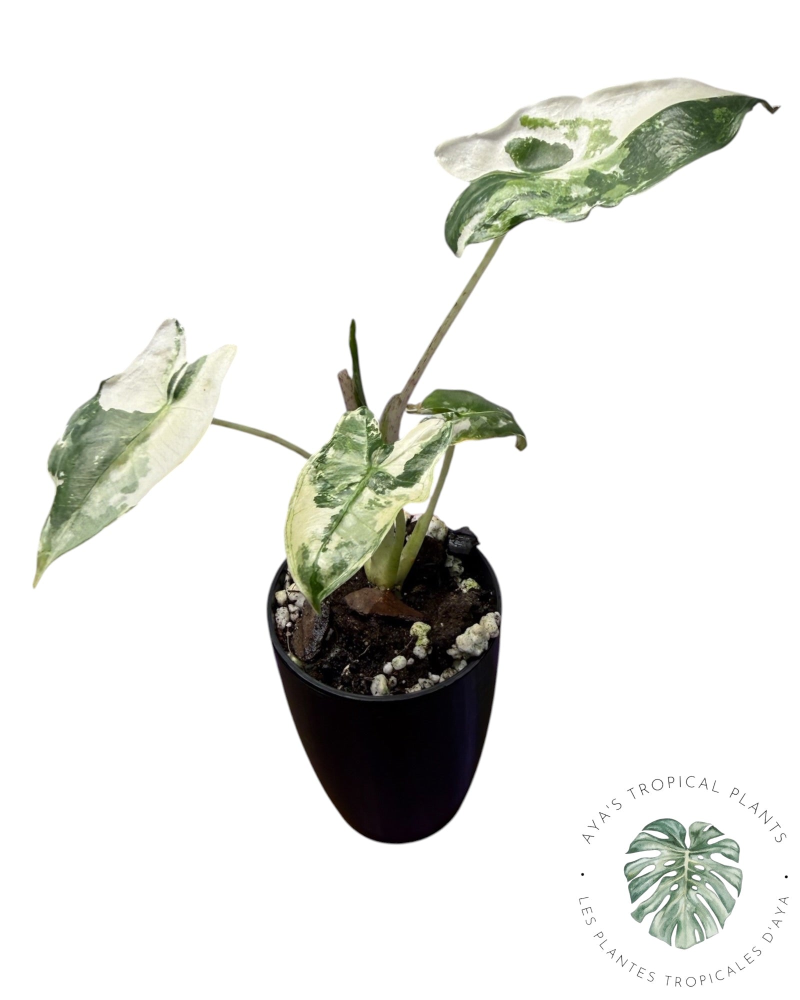 Alocasia Sarian Albo