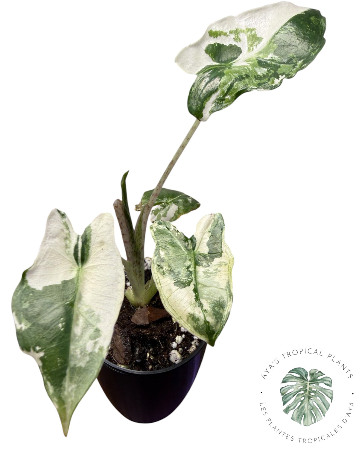 Alocasia Sarian Albo