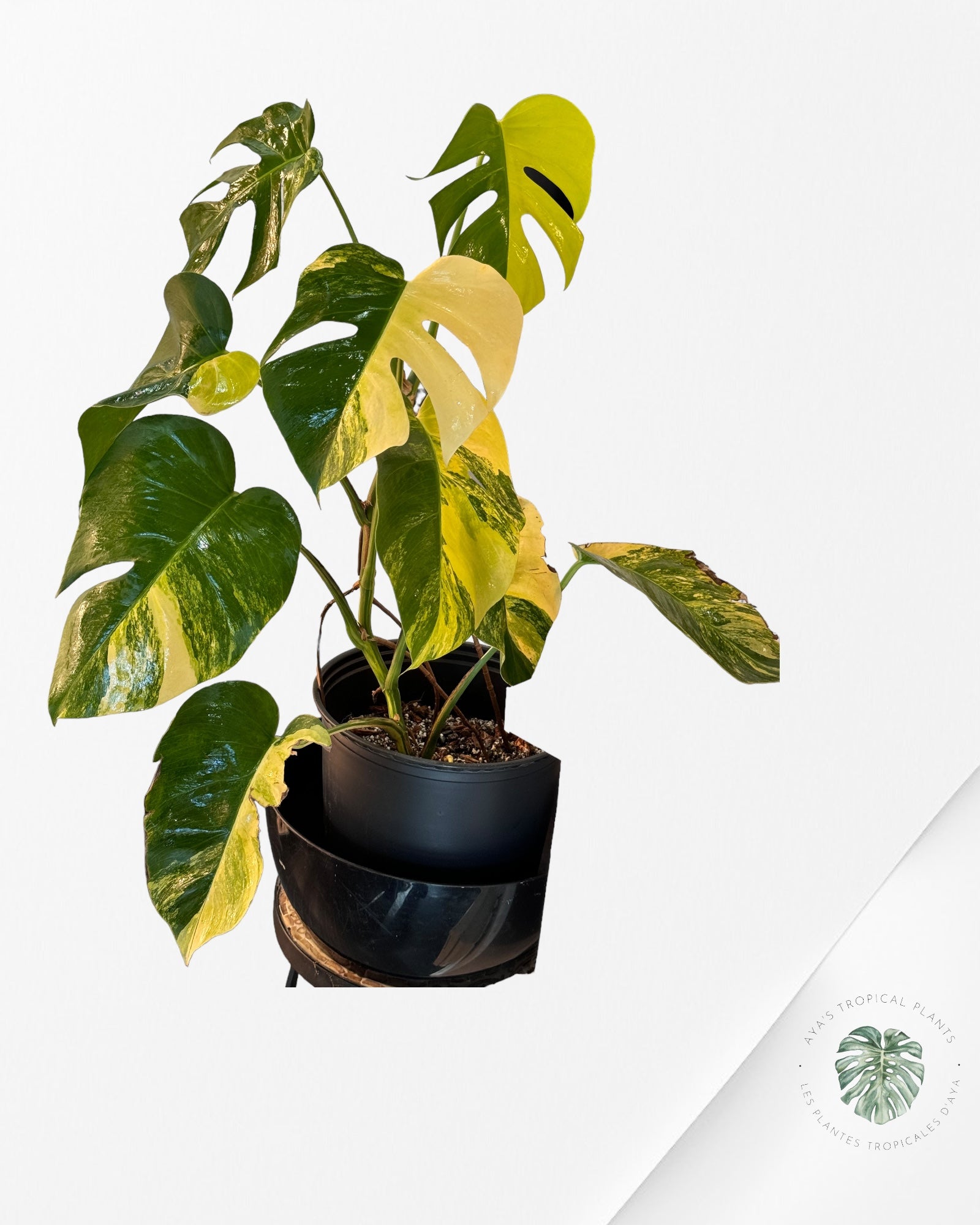 Scindapsus Pictus Mayari Variegated-PO0824