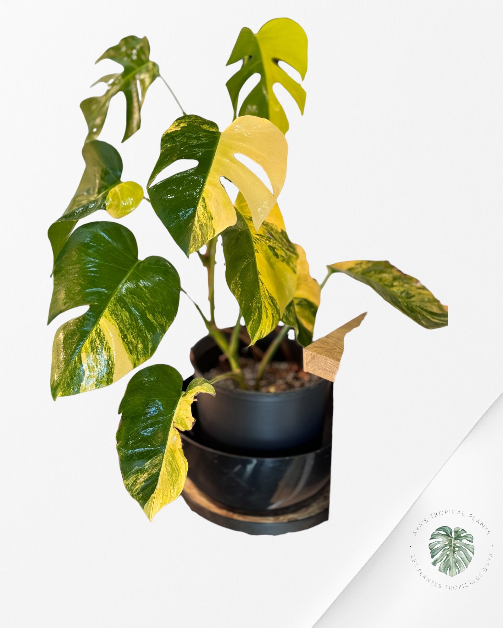 Scindapsus Pictus Mayari Variegated-PO0824