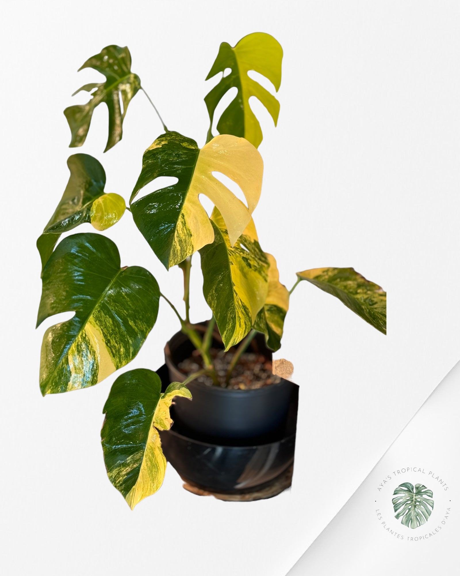 Scindapsus Pictus Mayari Variegated-PO0824