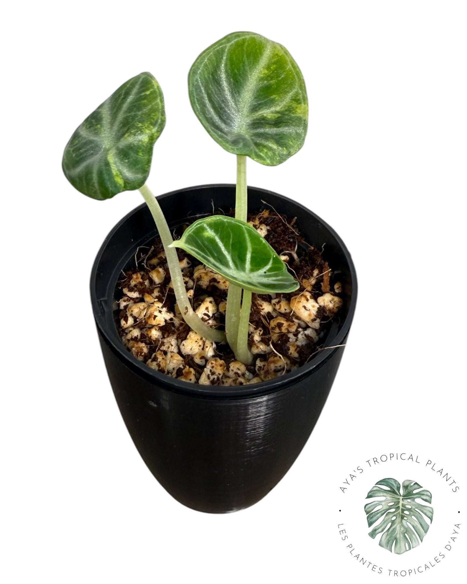 Alocasia Ninja Aurea