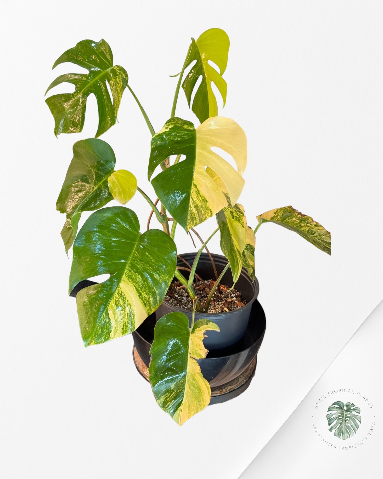 Scindapsus Pictus Mayari Variegated-PO0824