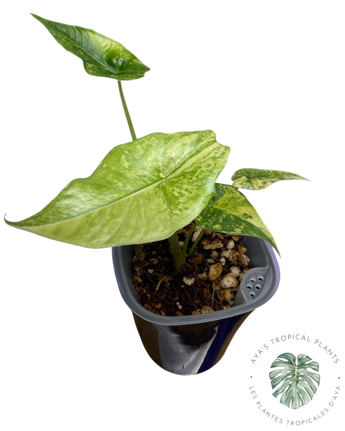 Alocasia Simpo Aurea Variégata
