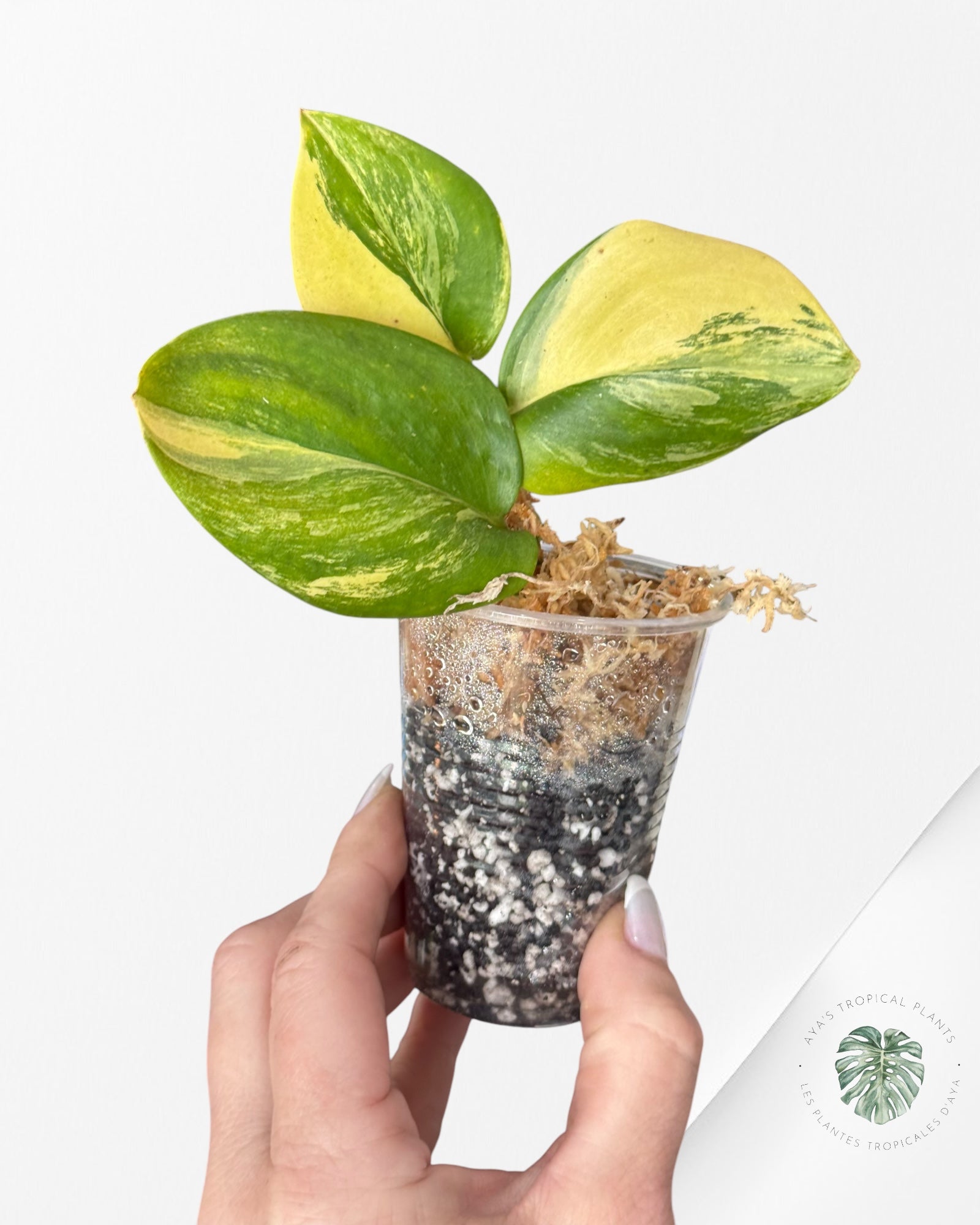 Scindapsus Rubicon Aurea-DI1