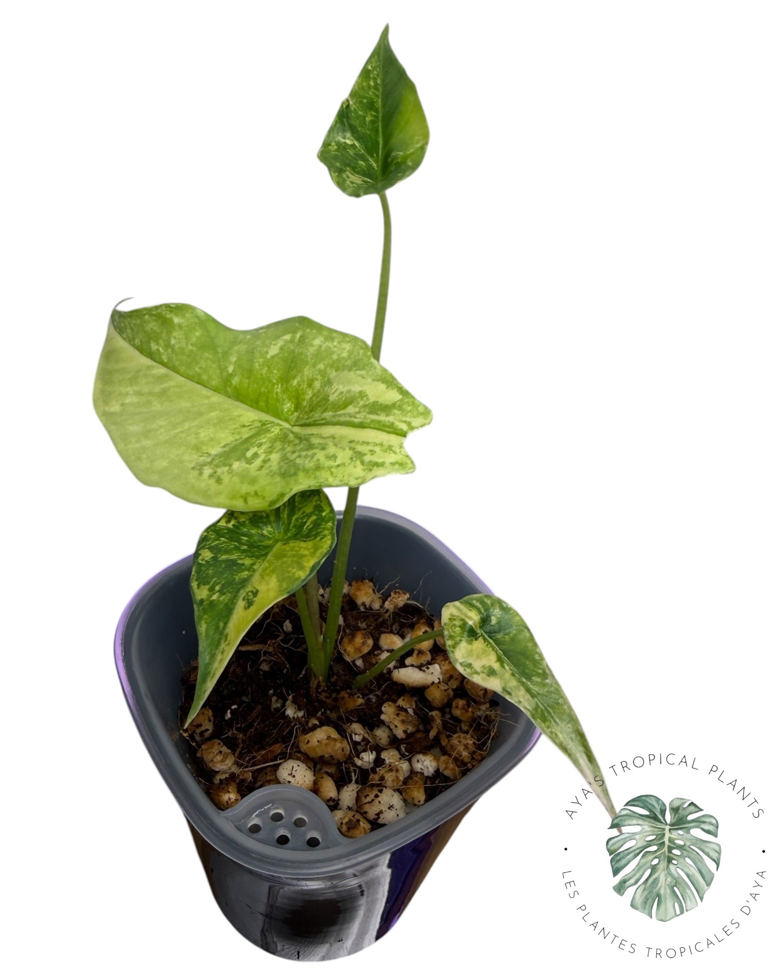 Alocasia Simpo Aurea Variégata