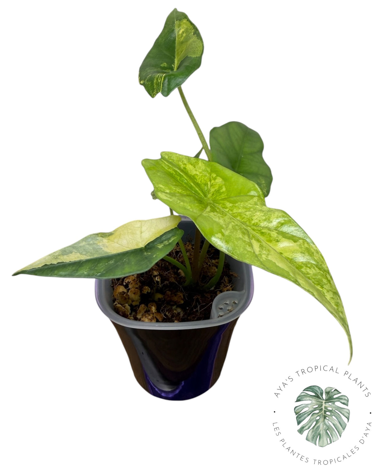 Alocasia Simpo Aurea Variégata