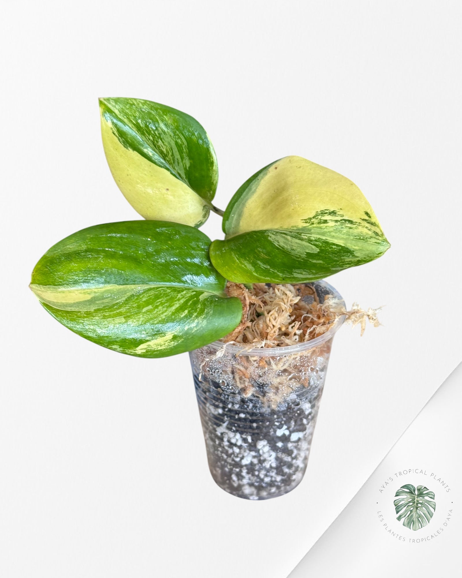 Scindapsus Rubicon Aurea-DI1