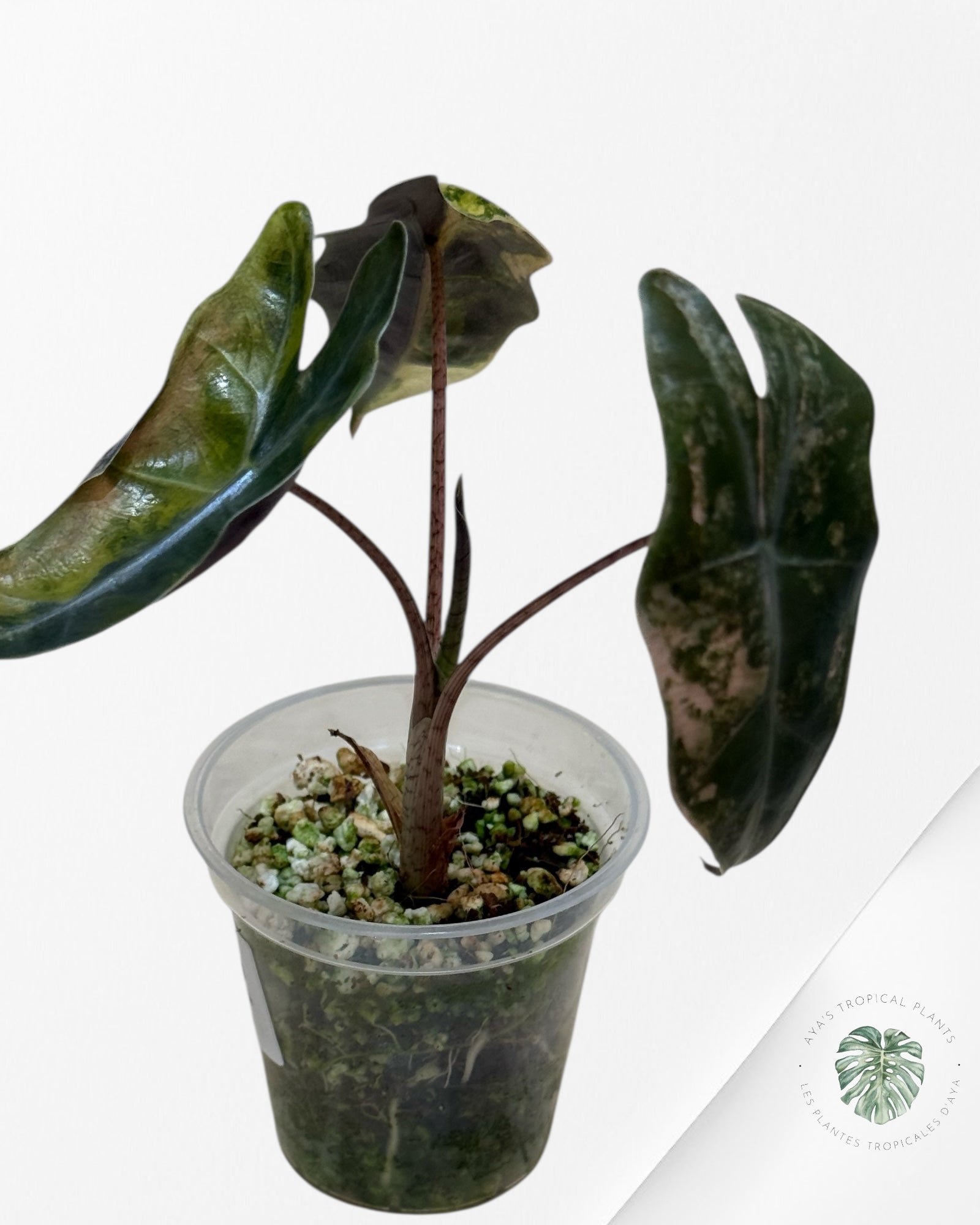 Alocasia Pseudo Sanderiana Variegated Aurea| Rare TC Plant| Aya's Tropical Plants