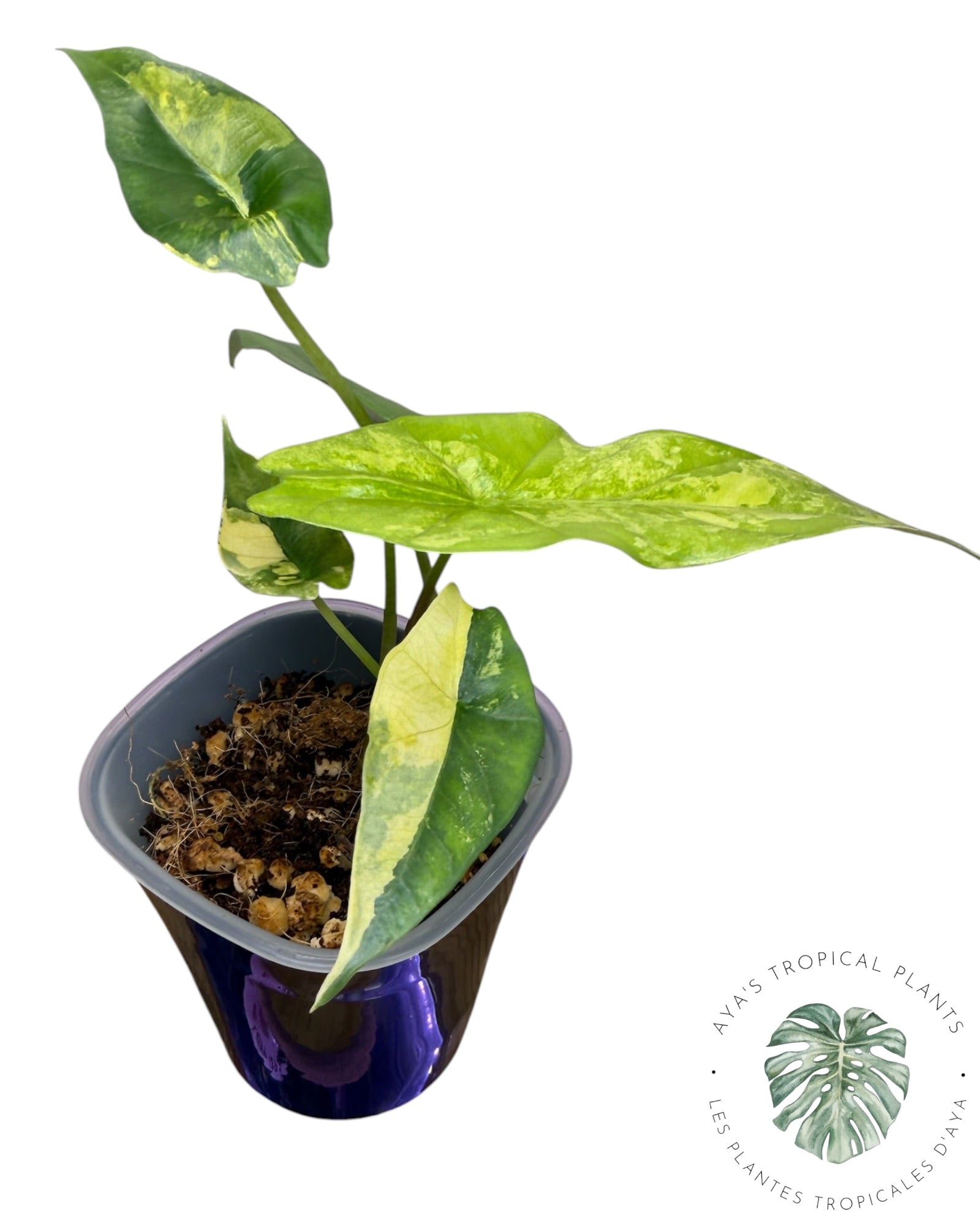 Alocasia Simpo Aurea Variégata