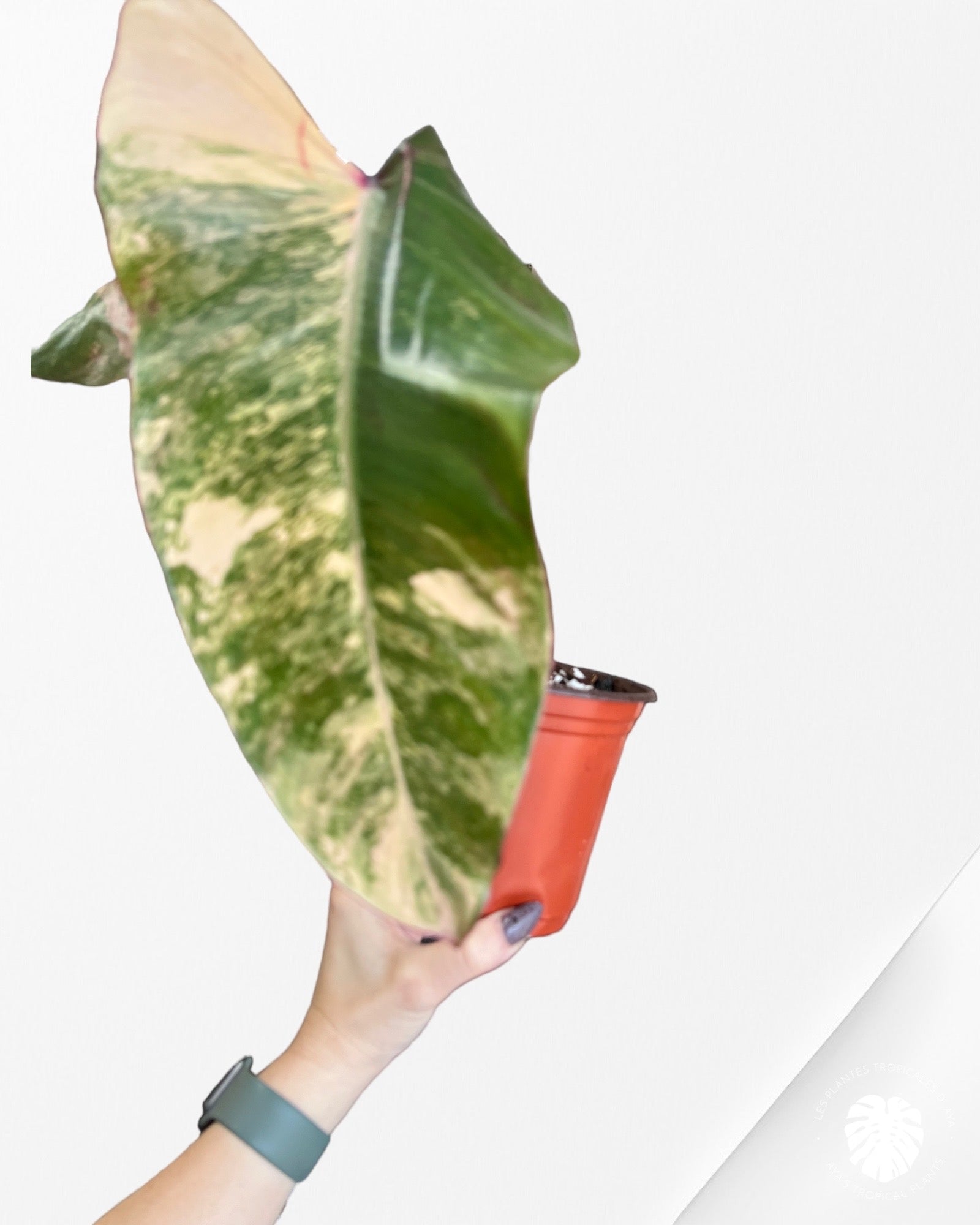 Philodendron Strawberry Shake JAS9