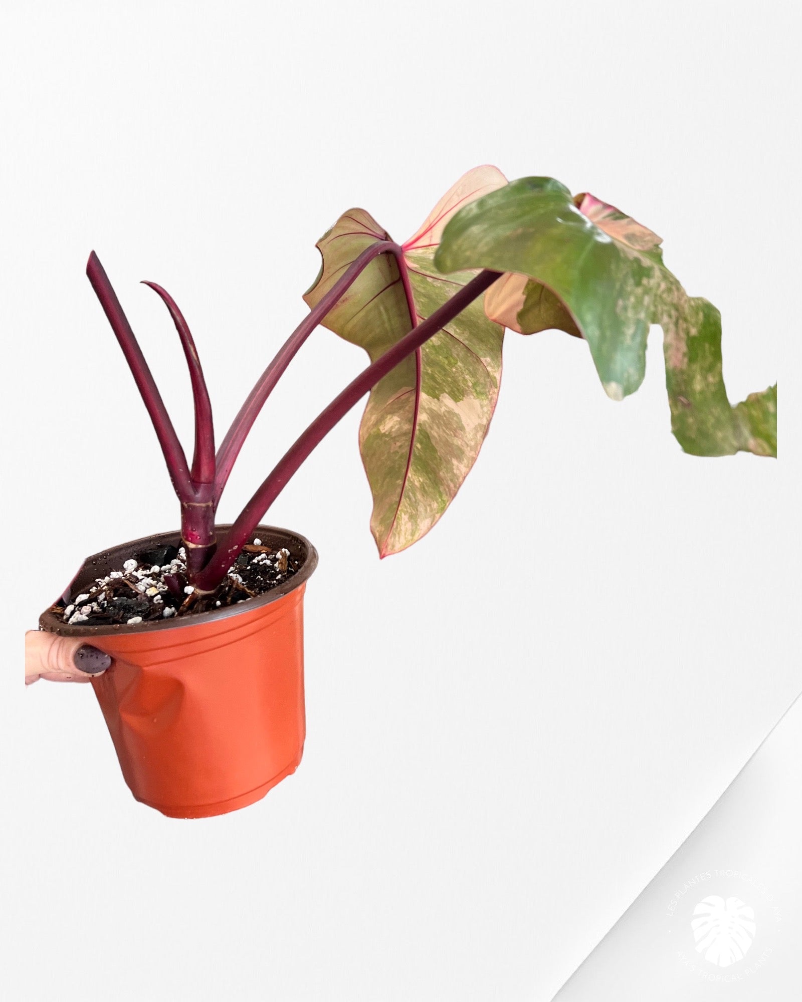 Philodendron Strawberry Shake JAS9