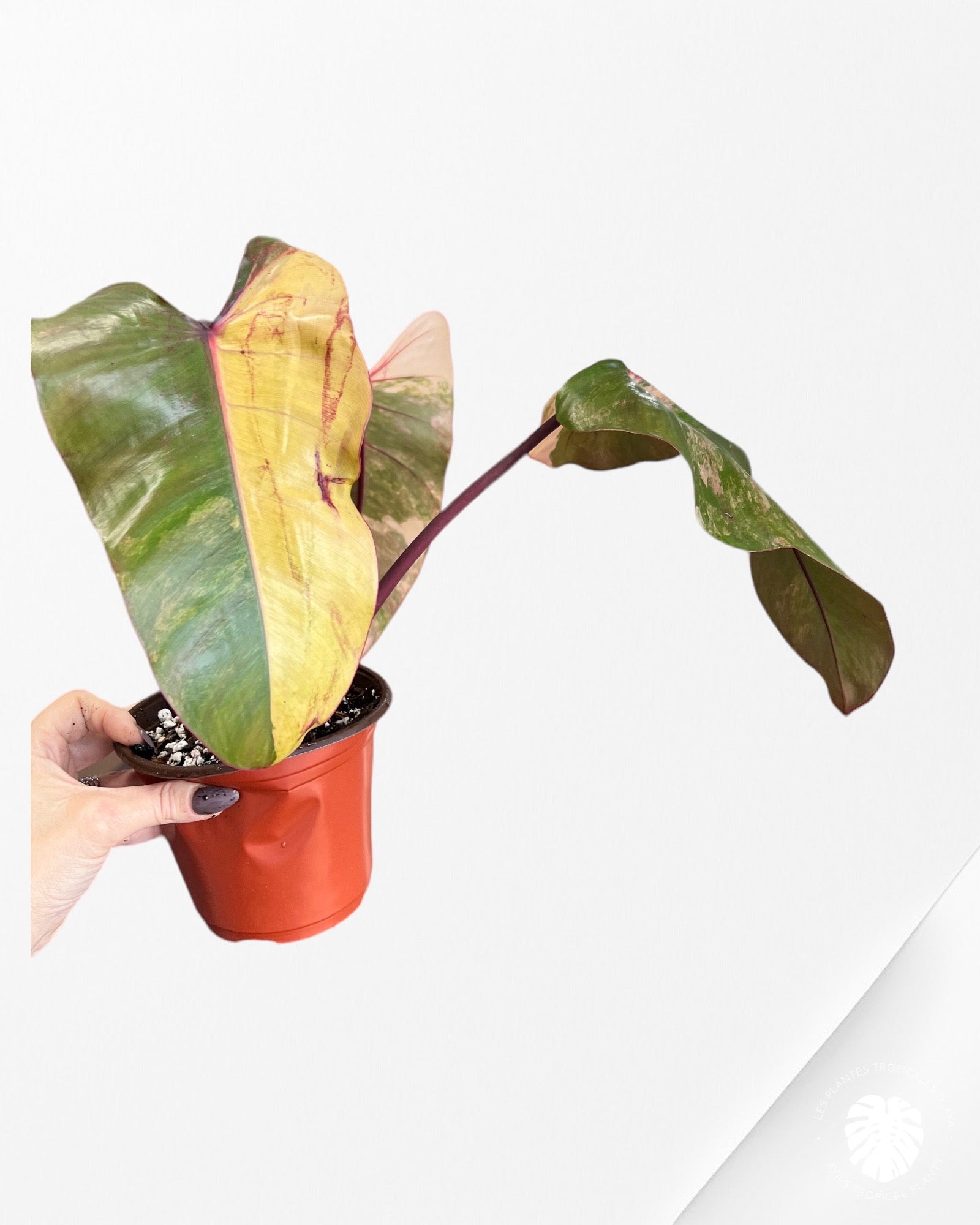 Philodendron Strawberry Shake JAS9