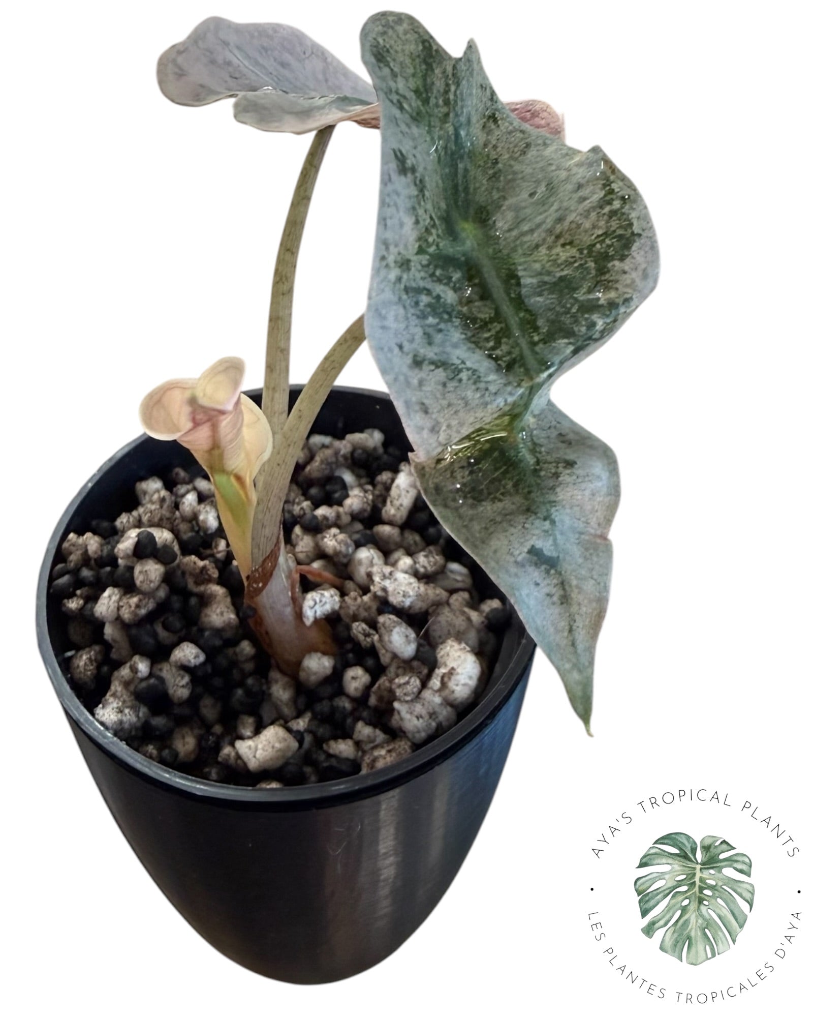 Alocasia polly pink mutation