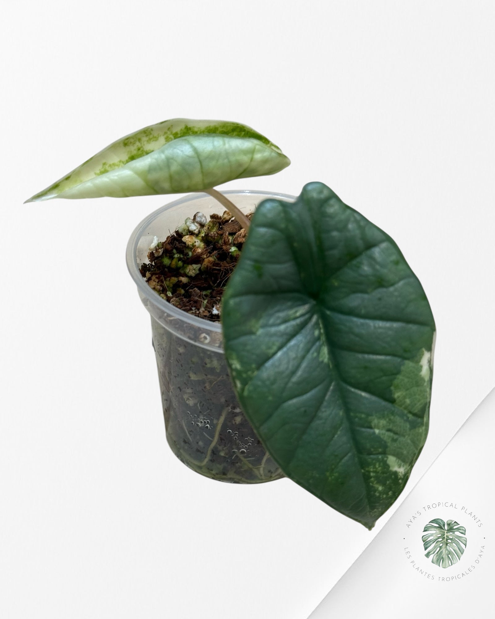 Alocasia Bisma sp. 'Platinum' Albo Variegated | Rare TC Plant| Aya's Tropical Plants
