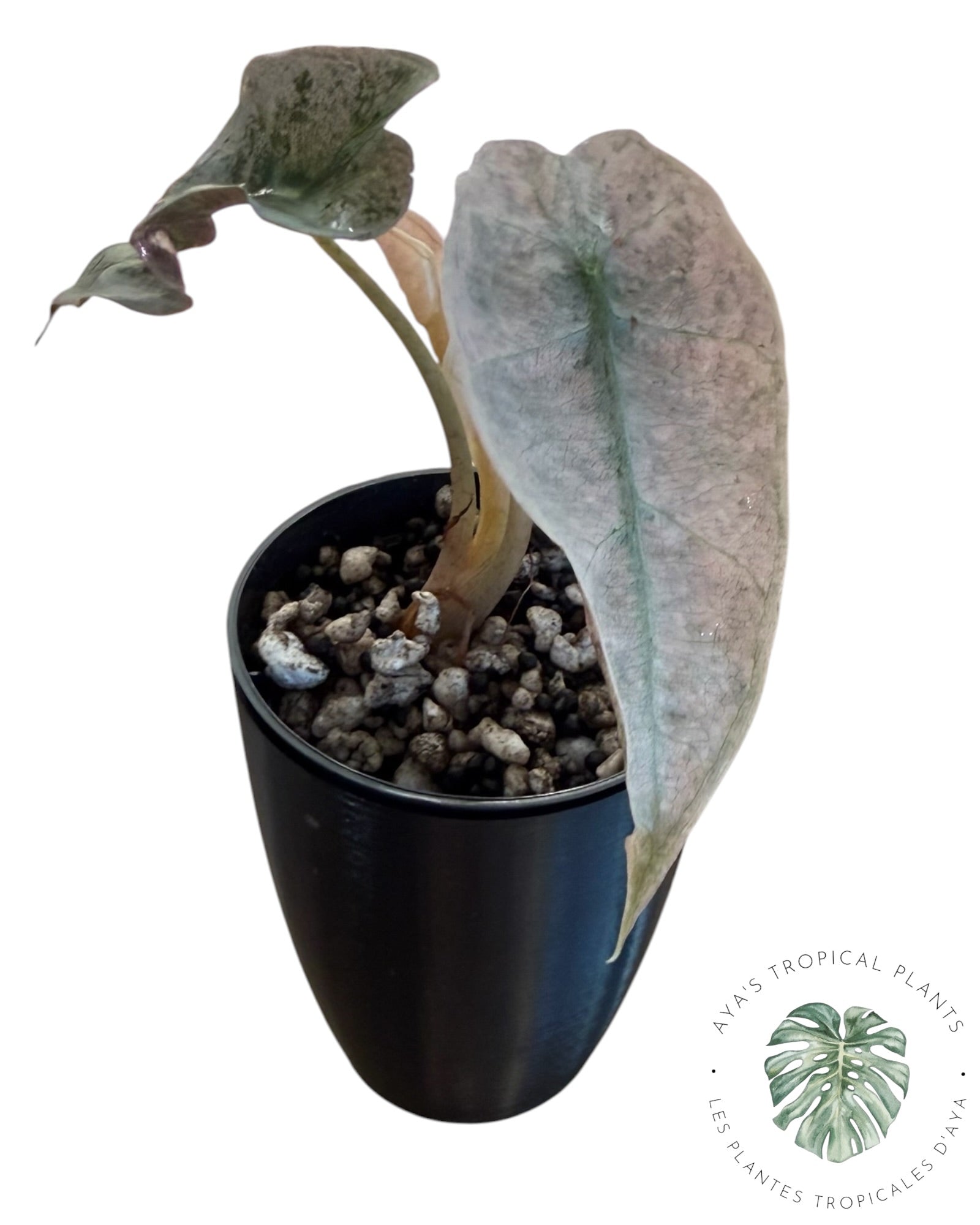 Alocasia polly pink mutation