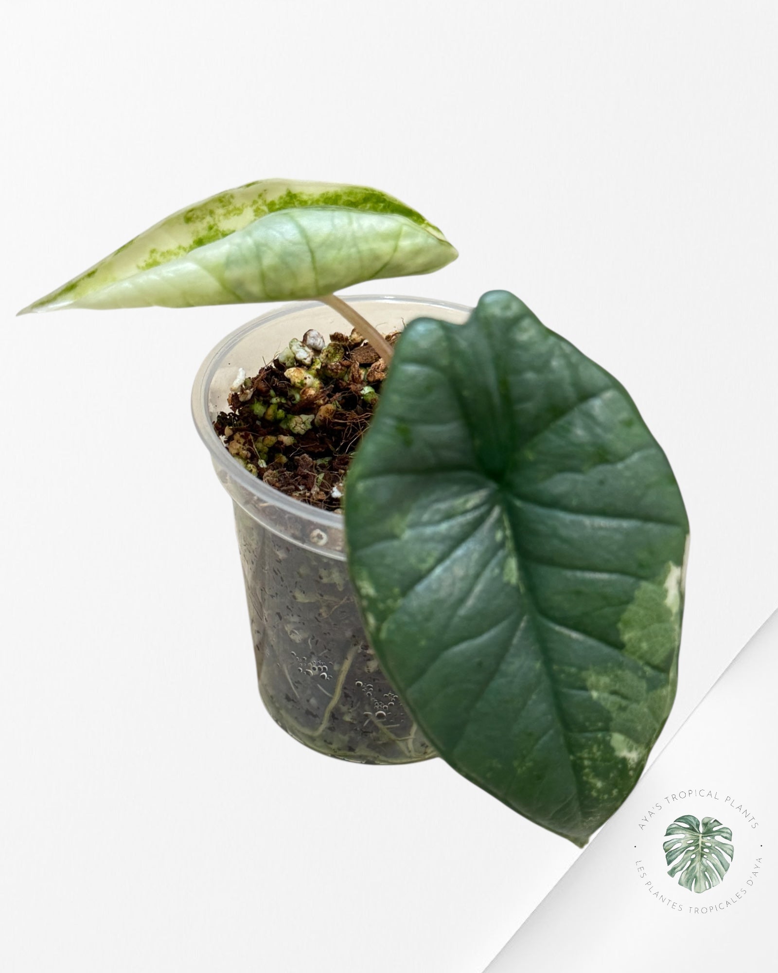 Alocasia Bisma sp. 'Platinum' Albo Variegated | Rare TC Plant| Aya's Tropical Plants