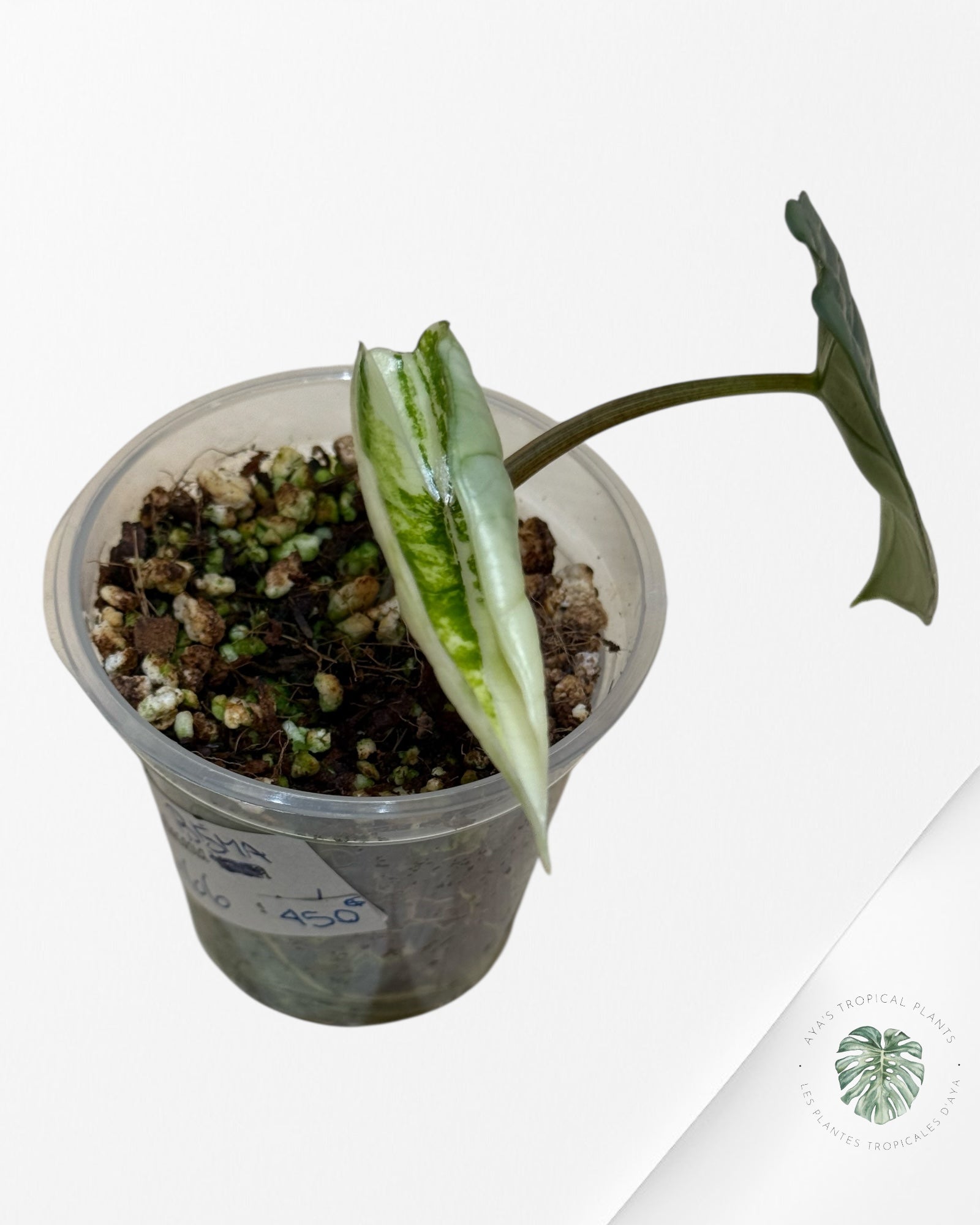 Alocasia Bisma sp. 'Platinum' Albo Variegated | Rare TC Plant| Aya's Tropical Plants