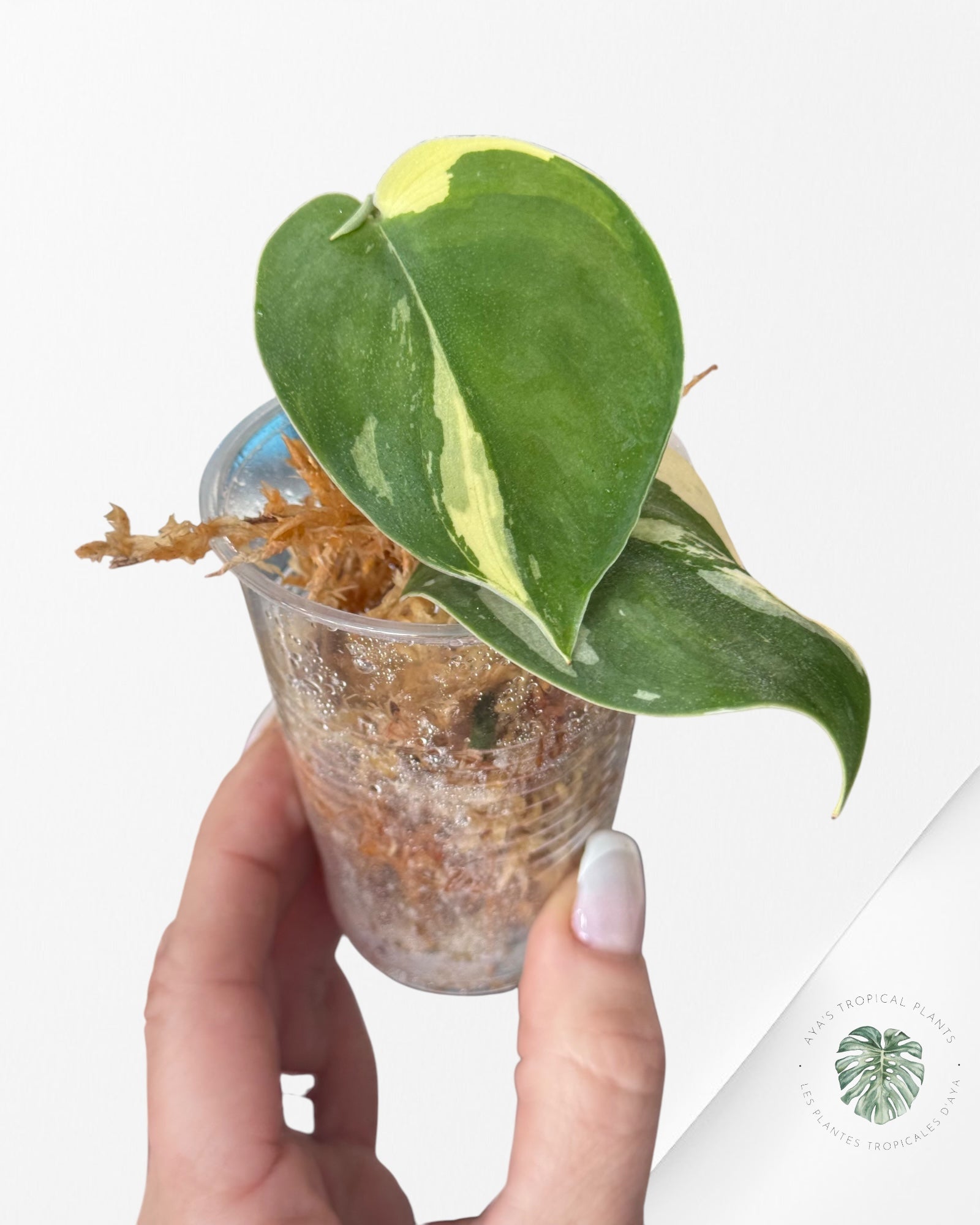Rhaphidophora Tetrasperma Variagated-JA0824