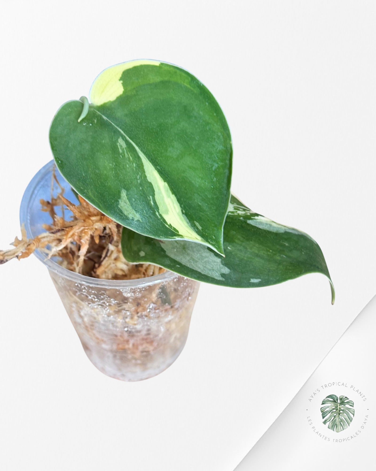 Rhaphidophora Tetrasperma Variagated-JA0824