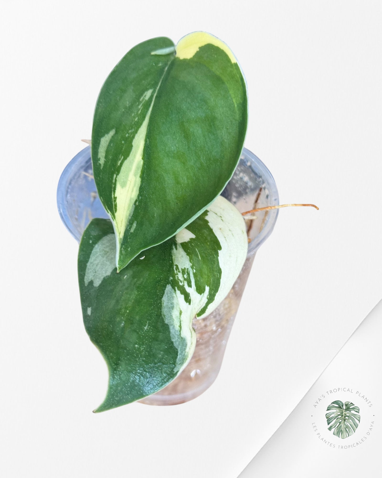 Chevalier d'argent Scindapsus Bunaken-DI2