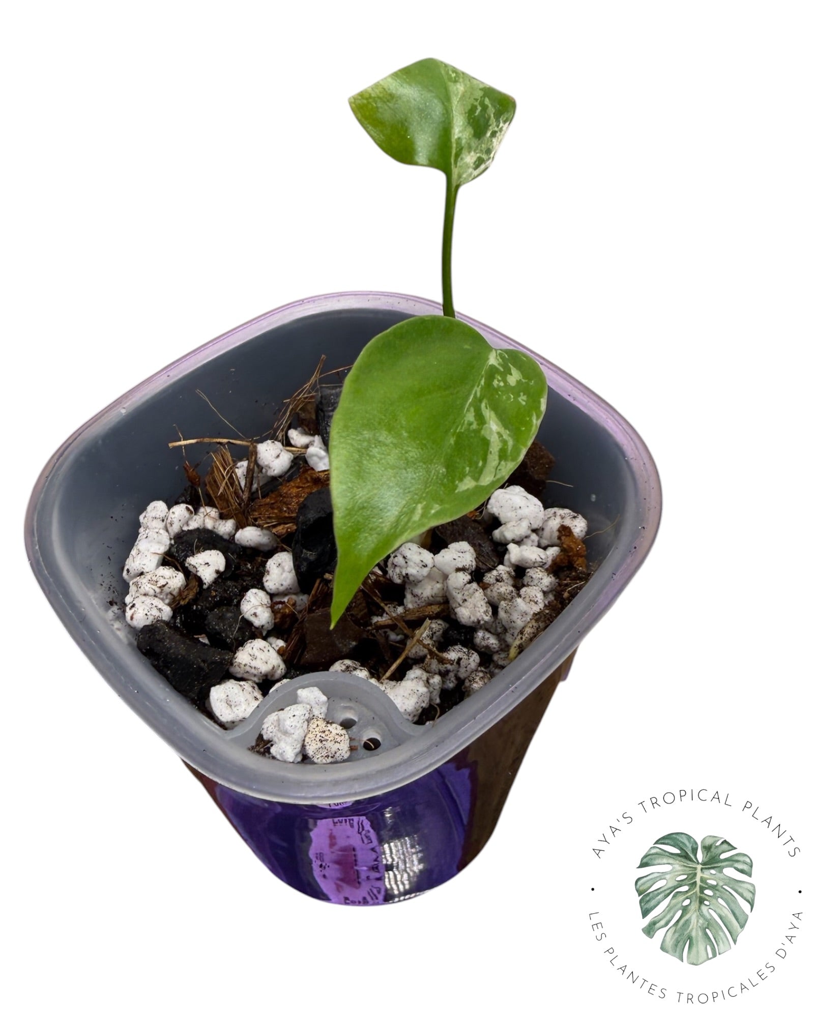 Bulbizarre Monstera Deliciosa