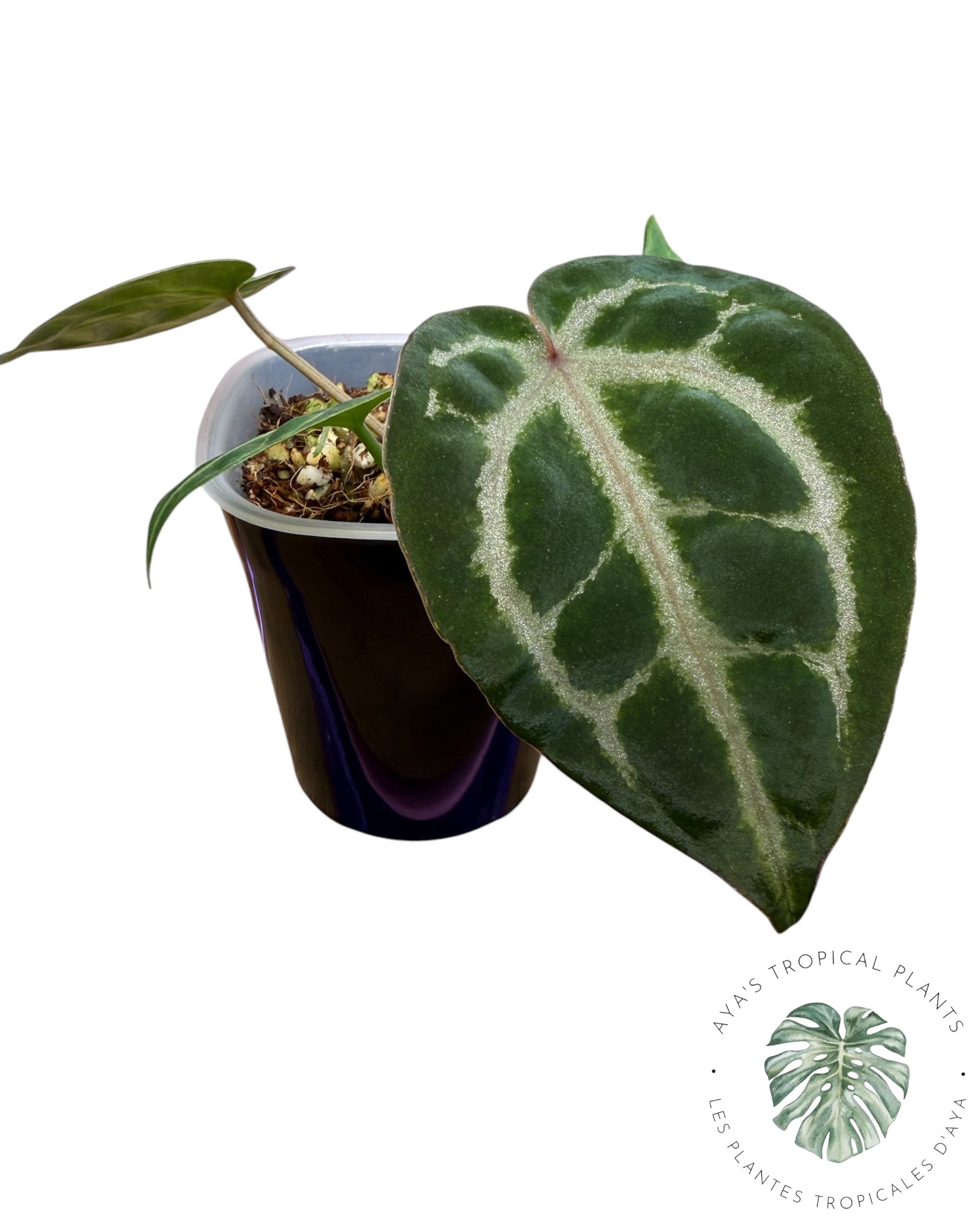 Anthurium Ace of Spades Dark × Silver Blush × Rouge
