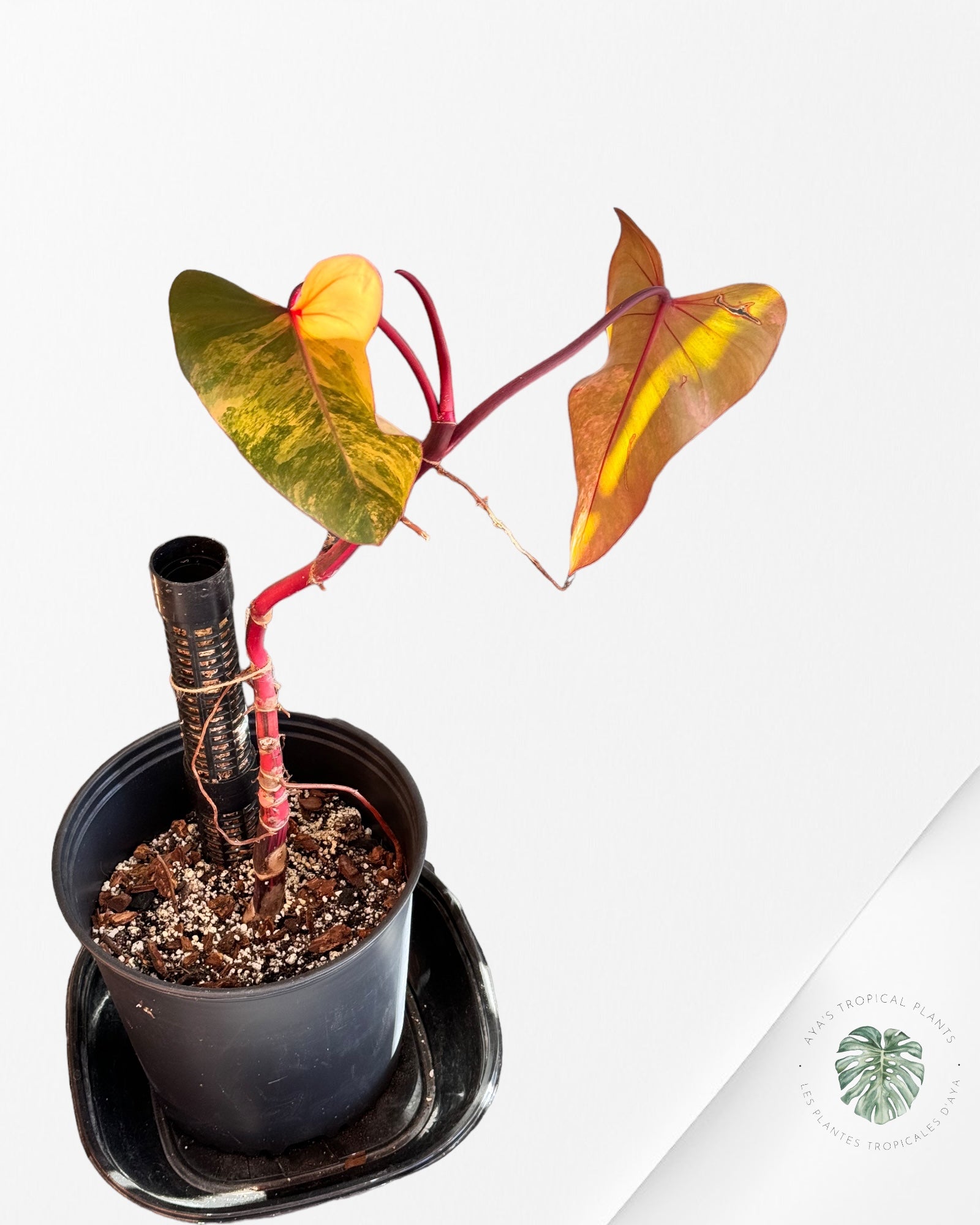 Philodendron Red Anderson ( wetstick) JA0826