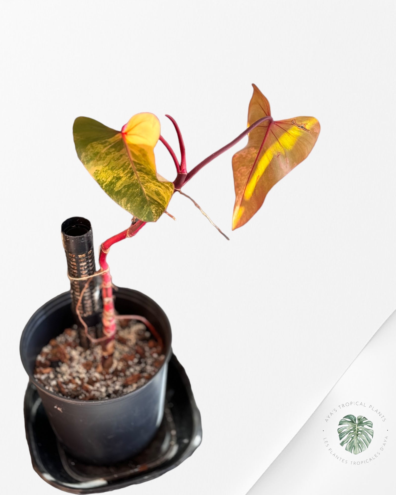 Philodendron Red Anderson ( wetstick) JA0825