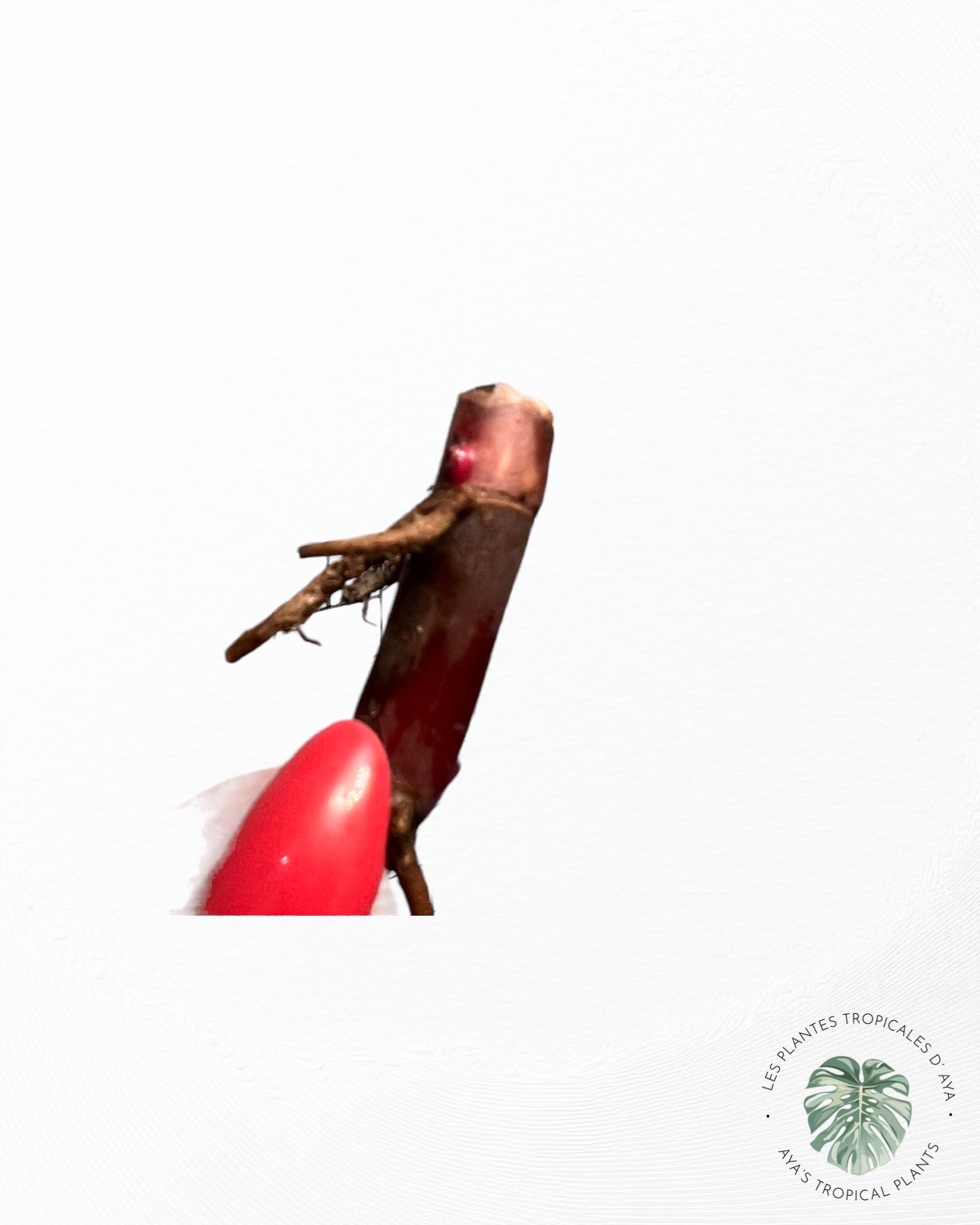 Philodendron Red Anderson ( wetstick) JA0824 JA0824