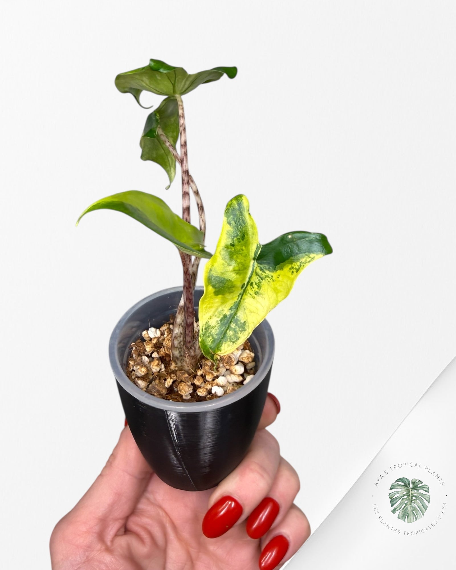 Alocasia Zebrina Thomas Variegated